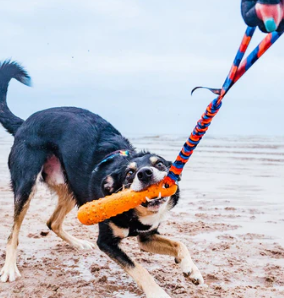 BOB: Dummy 3-in-1 per cani