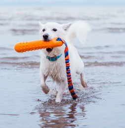 BOB: Dummy 3-in-1 per cani