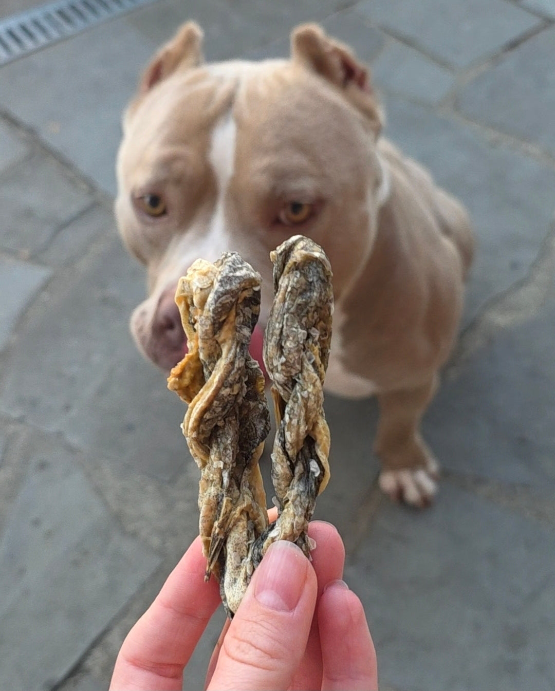Treccia di Merluzzo Essiccata per Cani 100g | Snack Naturale Ricco di Omega-3 e Proteine