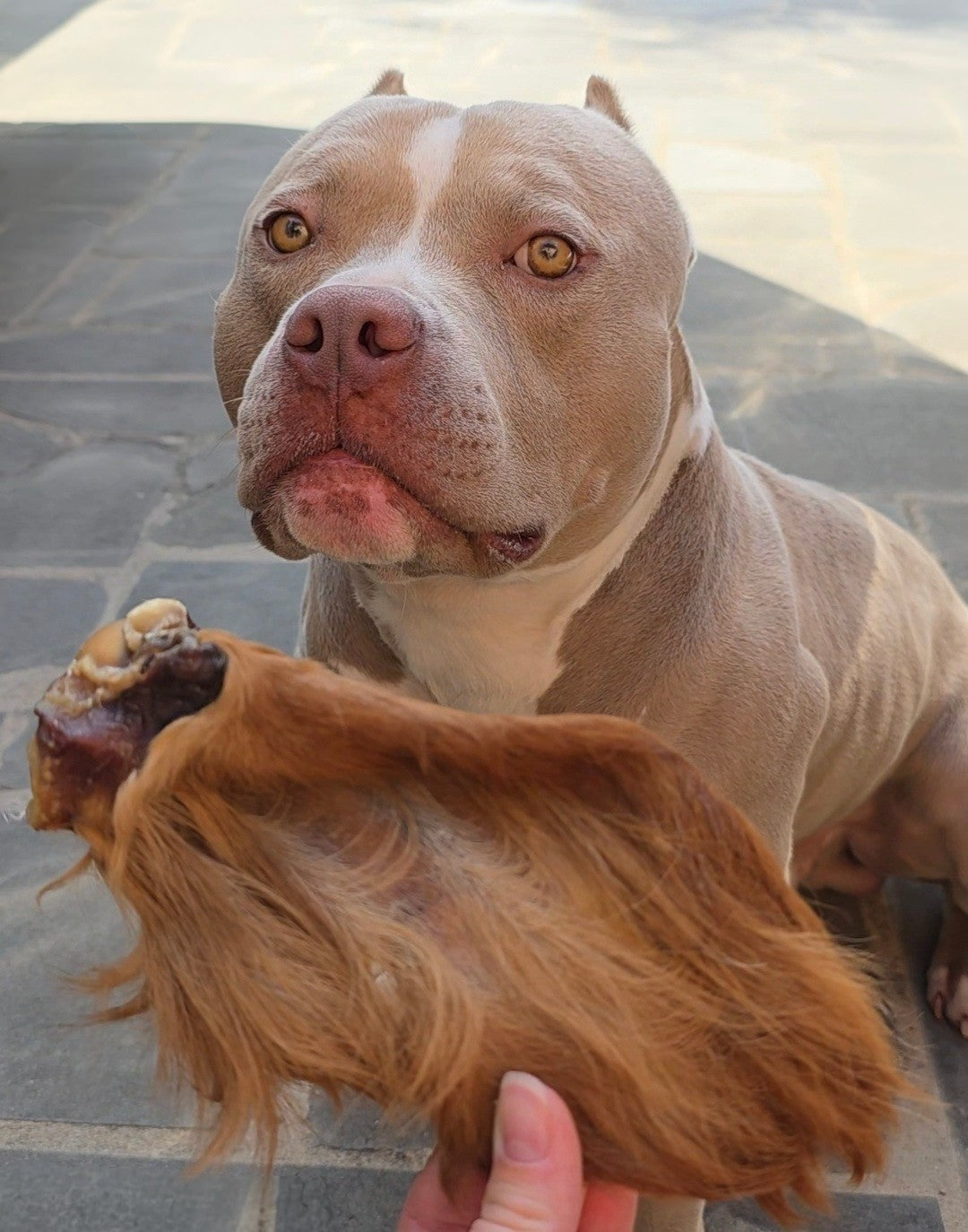 Orecchie di Manzo Essiccate con Pelo per Cani – Snack Naturale Leggero e Ricco di Collagene