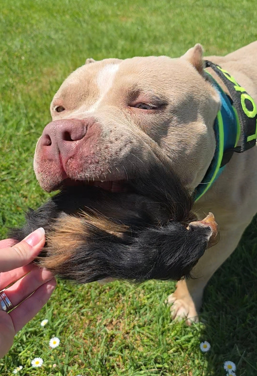 Orecchie di Manzo Essiccate con Pelo per Cani – Snack Naturale Leggero e Ricco di Collagene