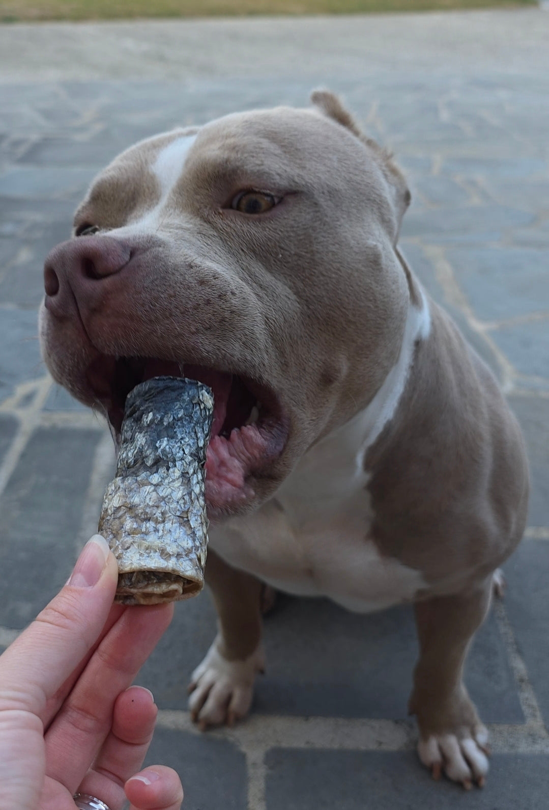 Rotolini di Salmone Essiccato per Cani – Snack Naturale Ricco di Omega‑3 100g