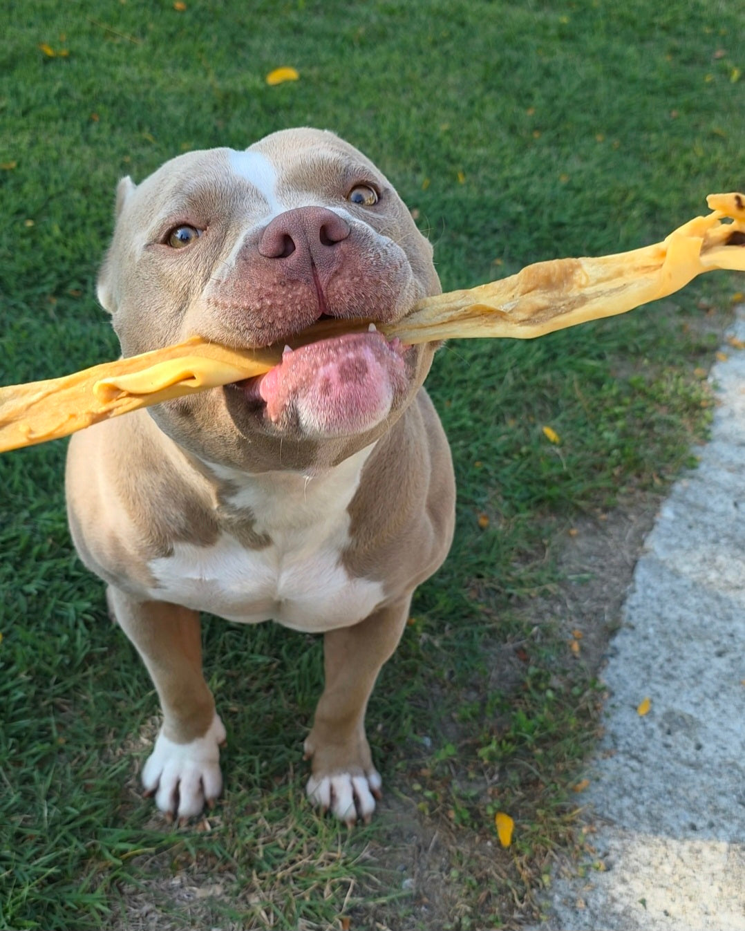 Cuoio Capelluto di Manzo Morbido – Masticativo Naturale per Cani