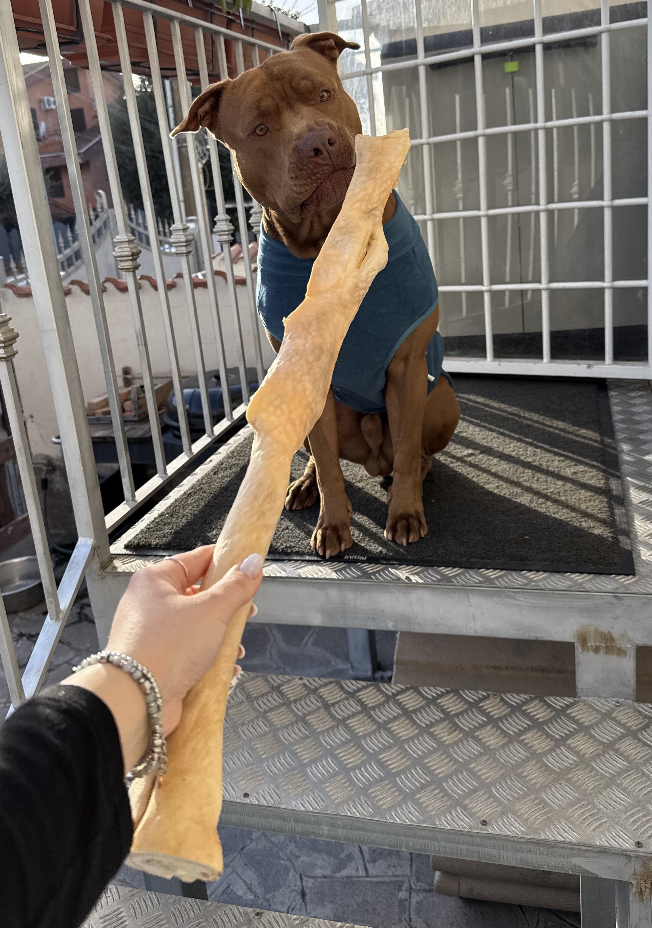 Cuoio Capelluto di Manzo Morbido – Masticativo Naturale per Cani