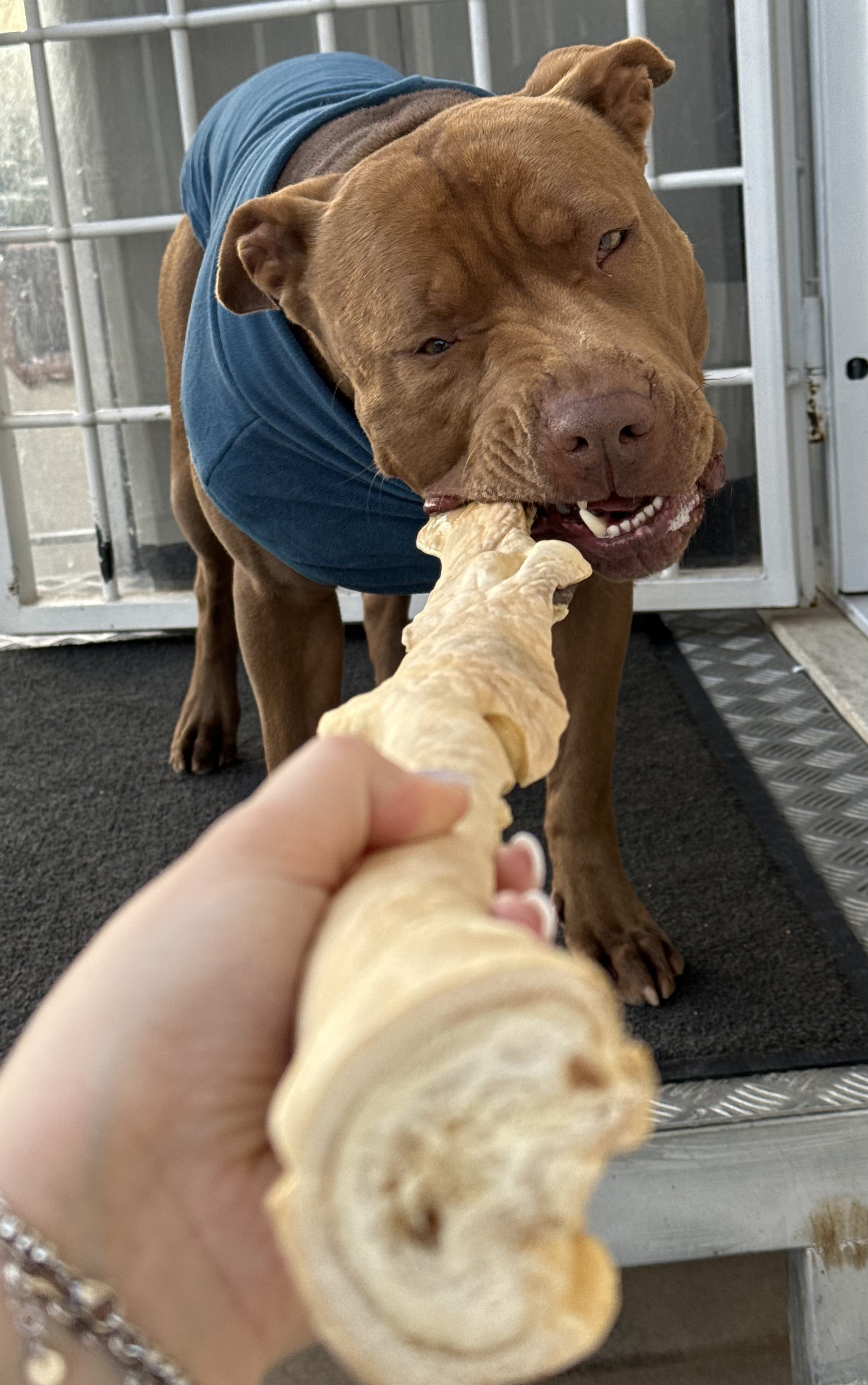 Cuoio Capelluto di Manzo Morbido – Masticativo Naturale per Cani