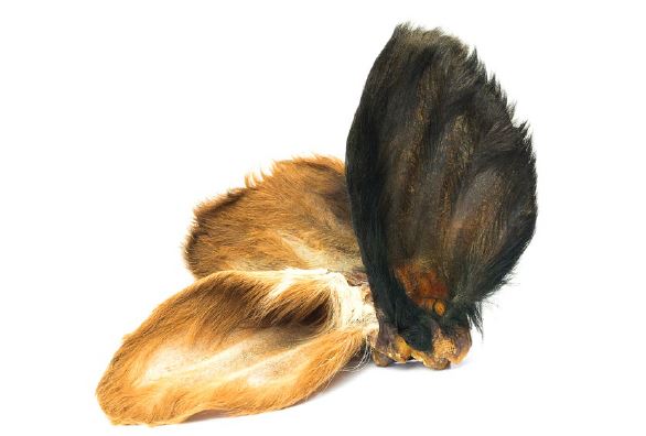 Orecchie di Manzo essiccate CON PELO