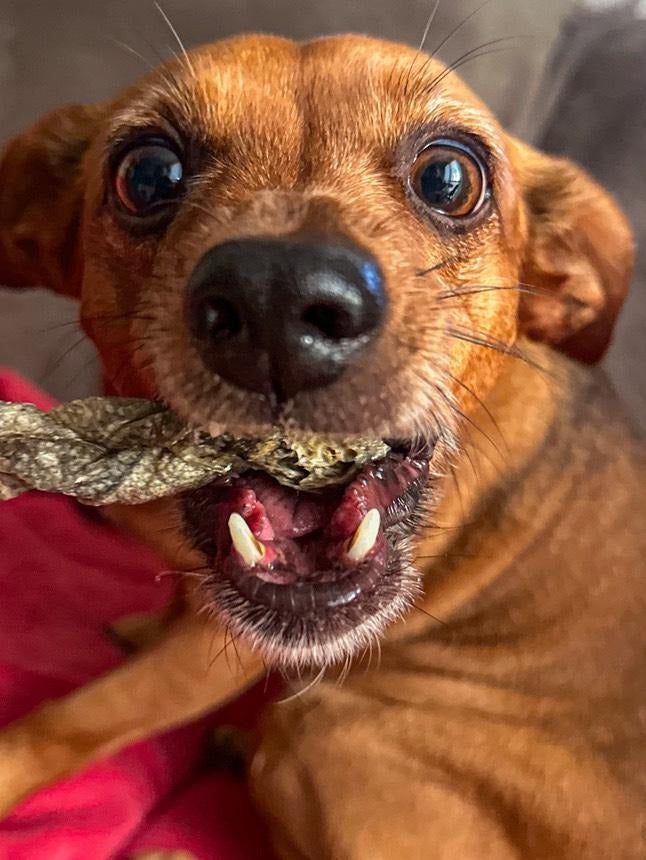 Treccia di Merluzzo Essiccata per Cani 100g | Snack Naturale Ricco di Omega-3 e Proteine