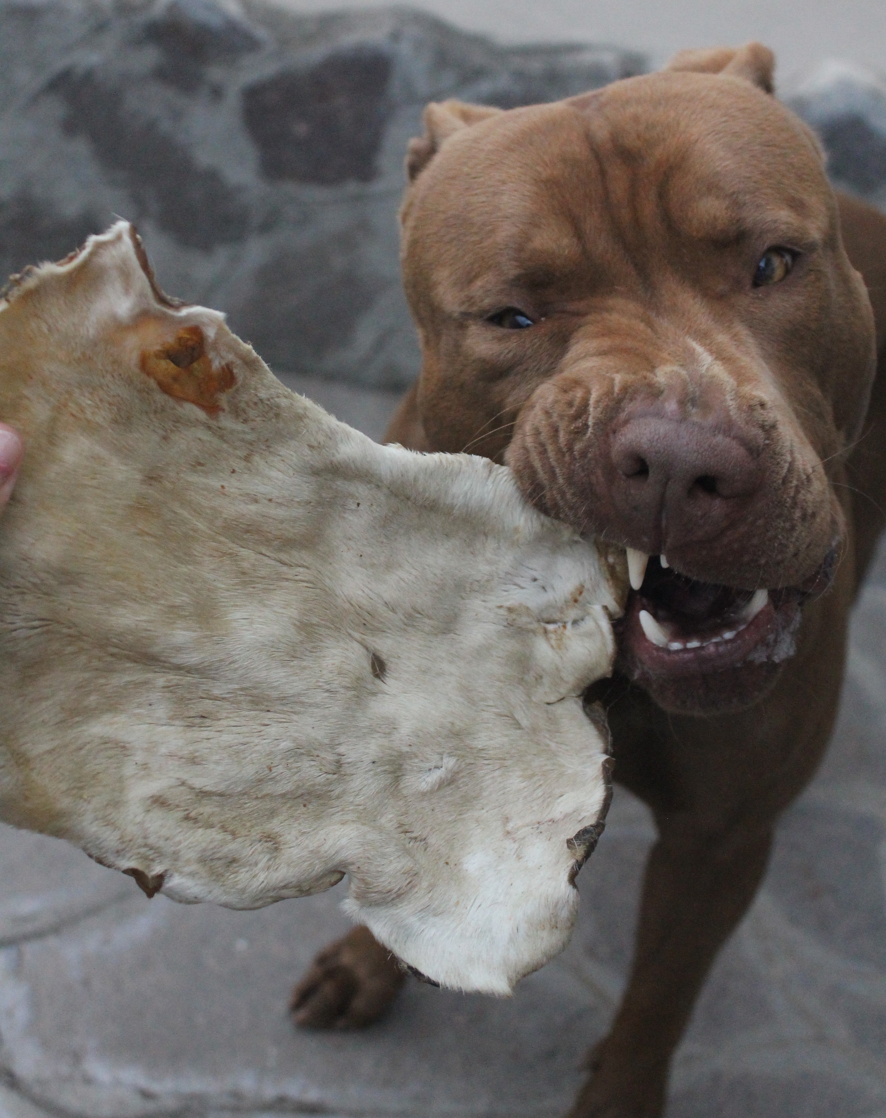 Corteccia di Pelle di Manzo con Pelo – Masticativo Naturale e Durevole per Cani (1 Pezzo ~250g)