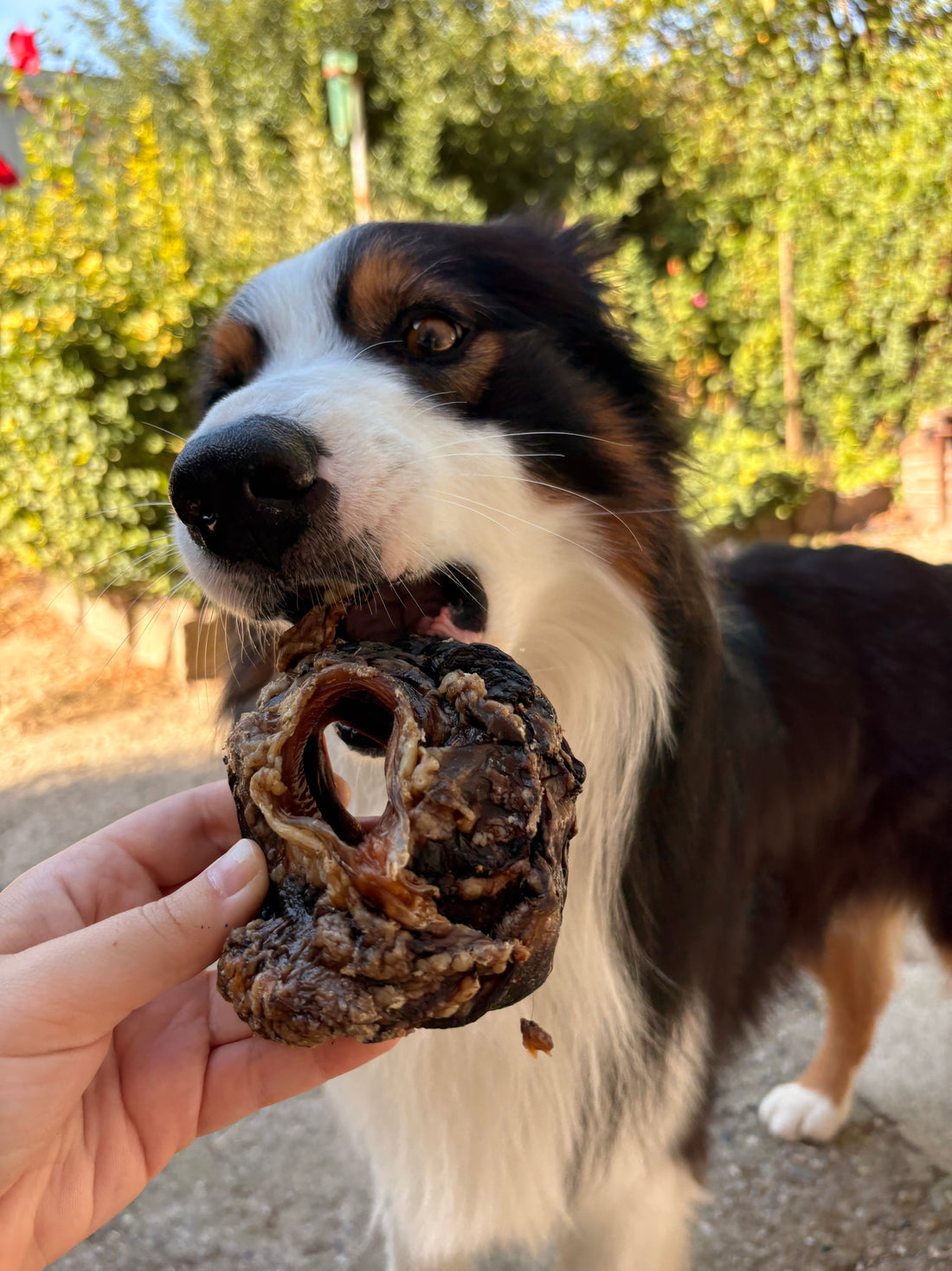 Laringi di Manzo Essiccate per Cani – Monoproteiche, Ricche di Collagen