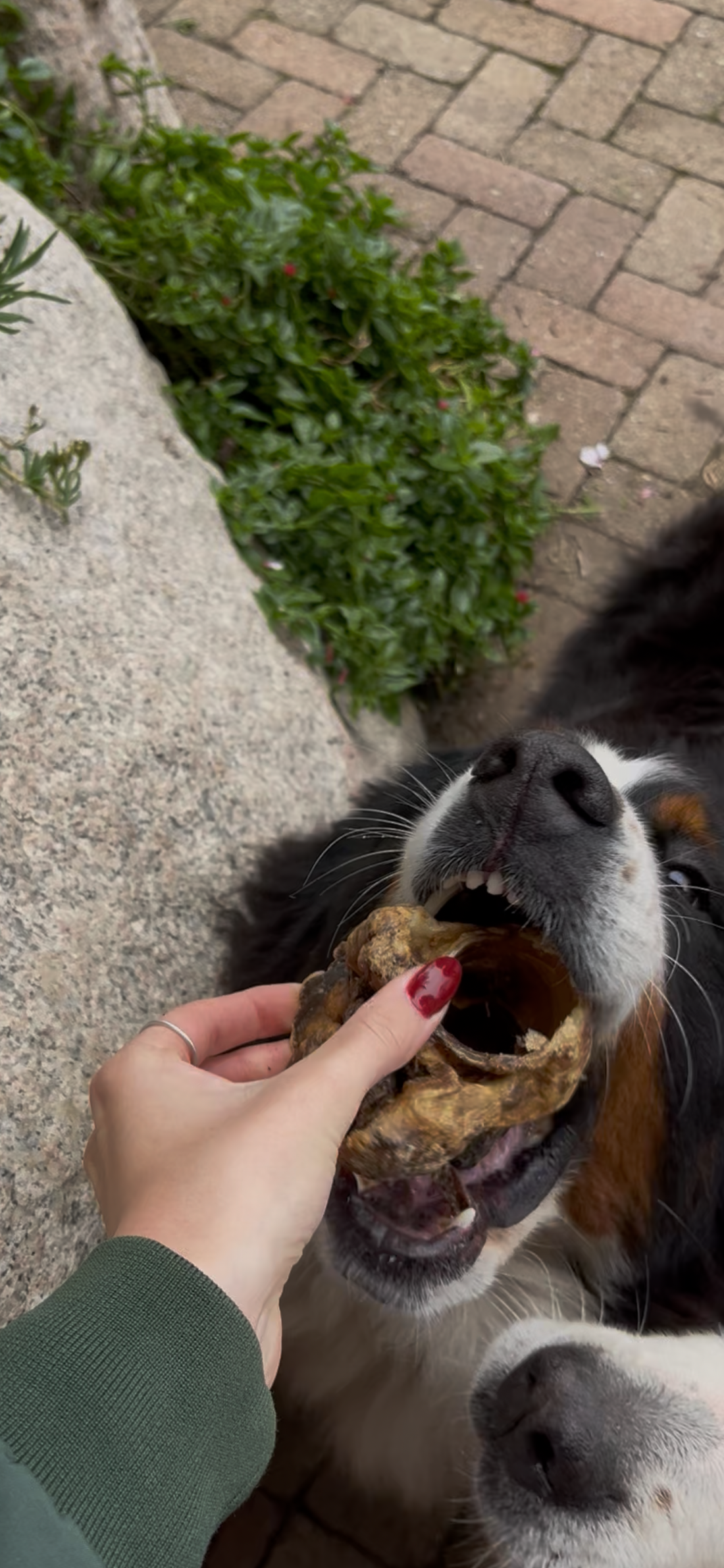 Laringi di Manzo Essiccate per Cani – Monoproteiche, Ricche di Collagen