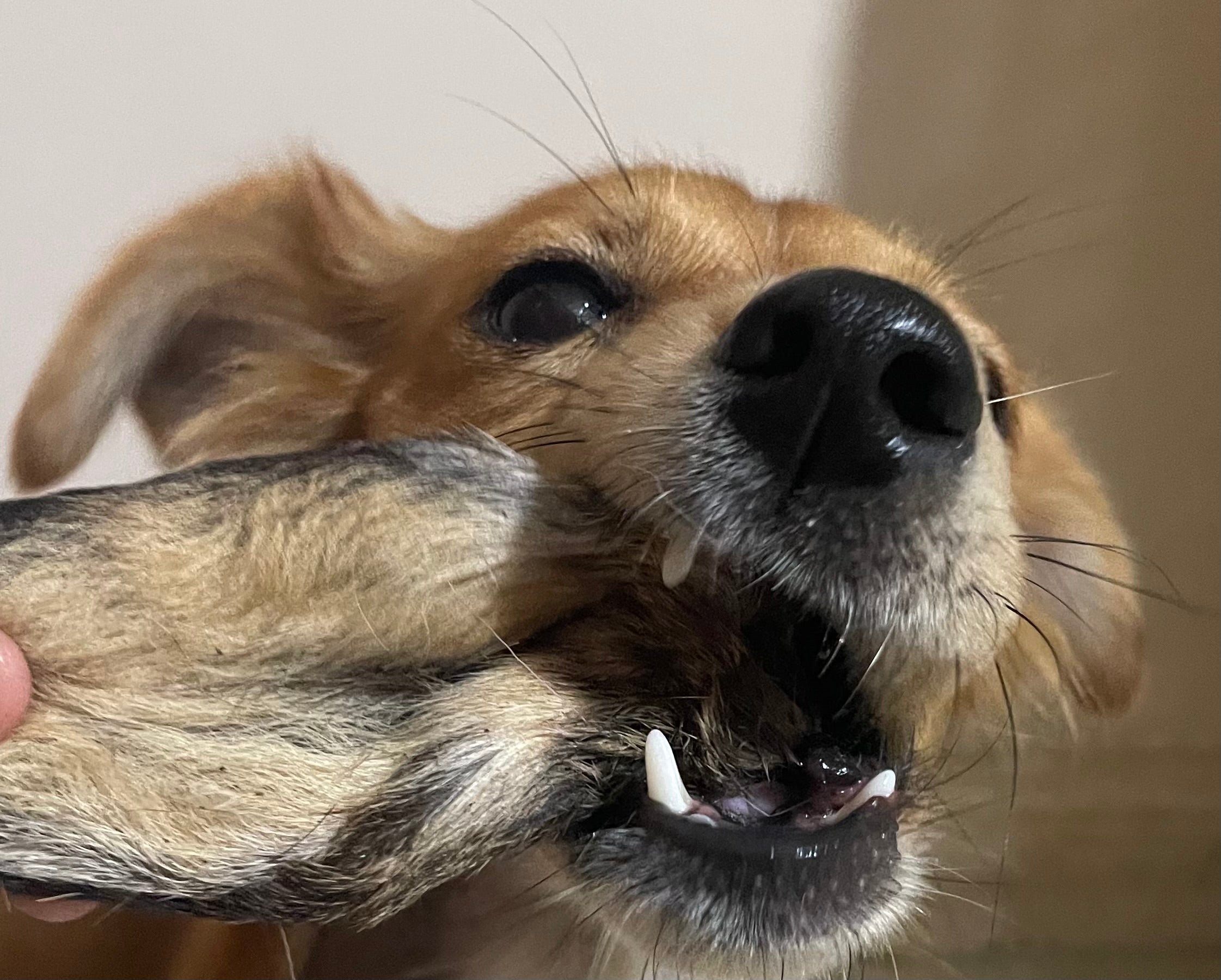 Orecchie di Cervo con Pelliccia per Cani – Snack Wild Ipoallergenico (2 Pezzi)