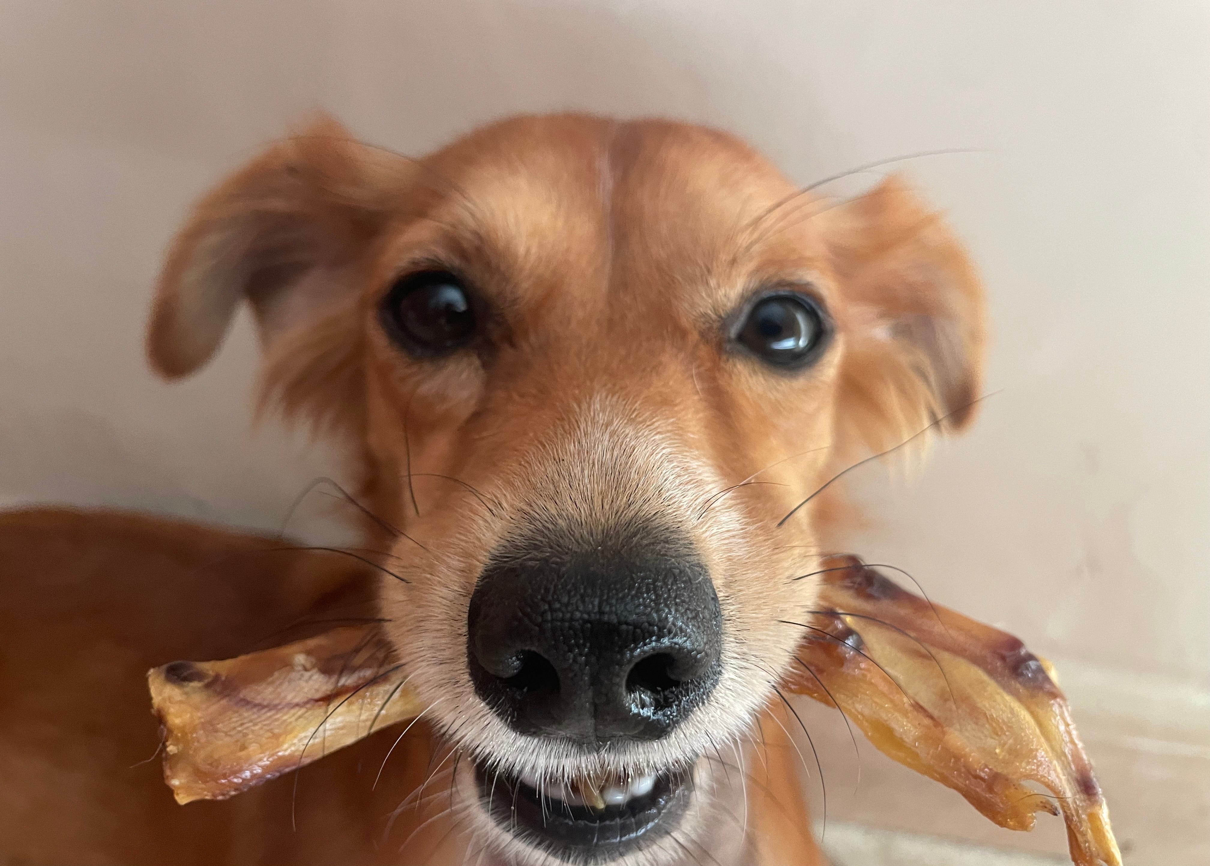 Zampe di Anatra Essiccate per Cani – Snack Naturale Ipoallergenico 200g