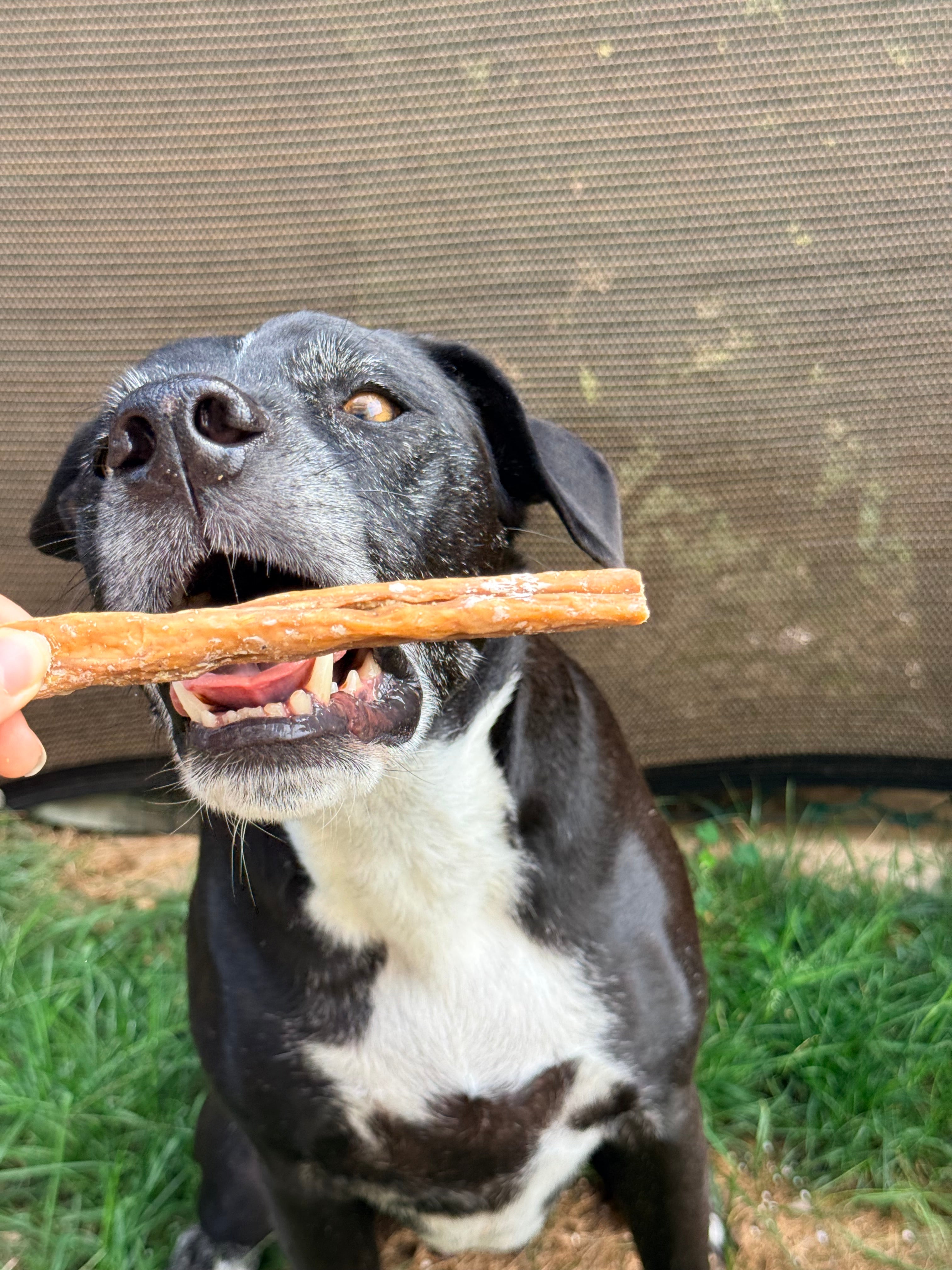 Abomaso di Manzo Essiccato per Cani – Snack Naturale Digestivo 250g