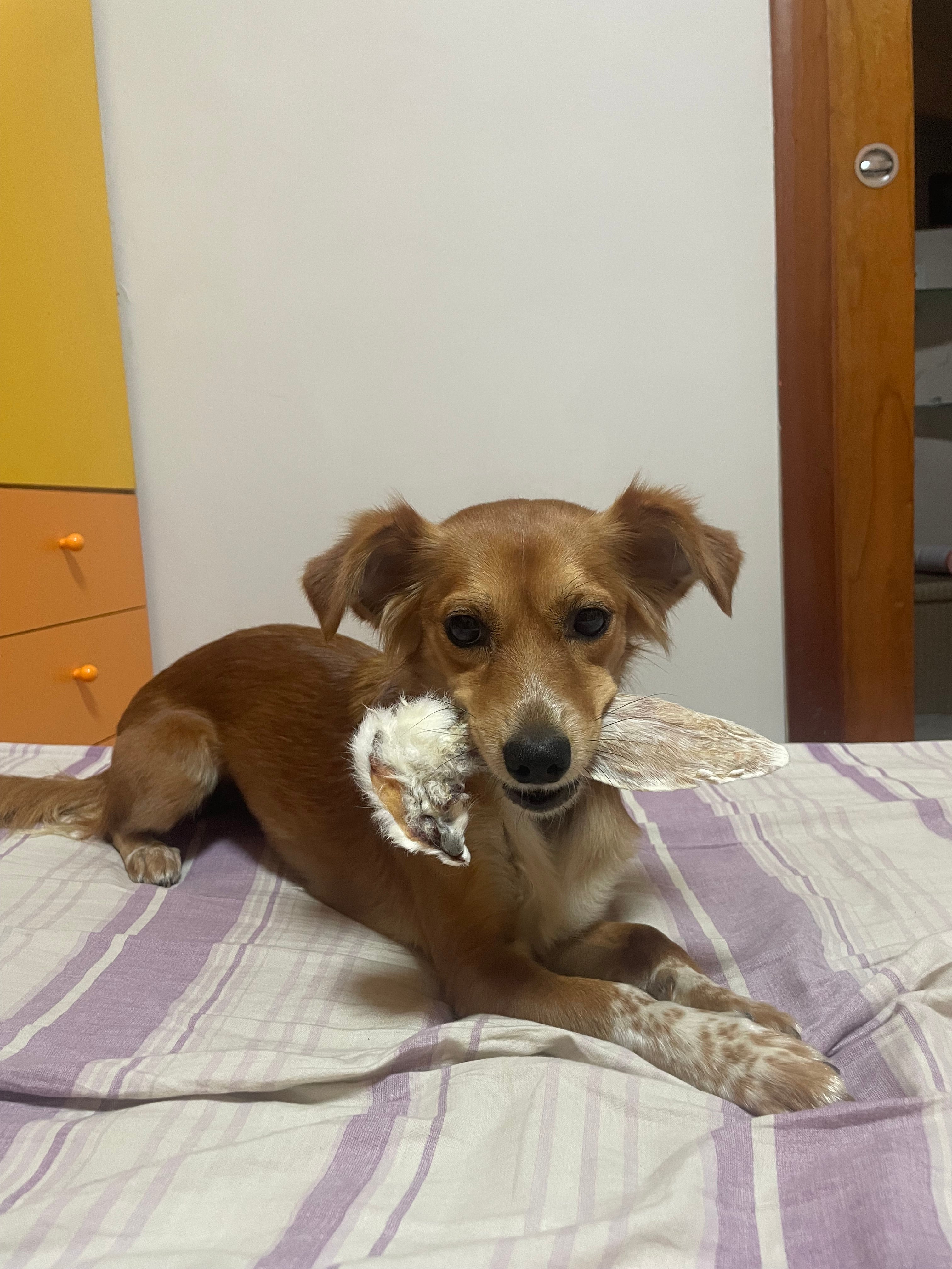 Orecchie di Coniglio CON PELO/SENZA PELO