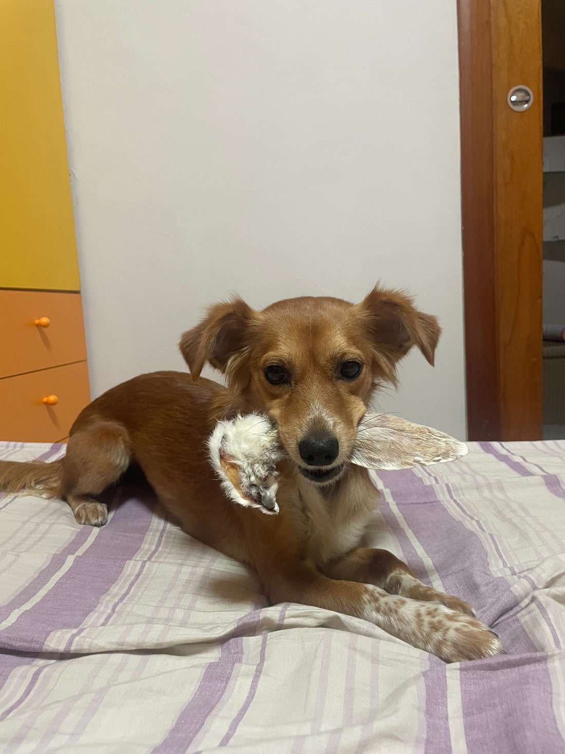 Orecchie di Coniglio CON PELO/SENZA PELO