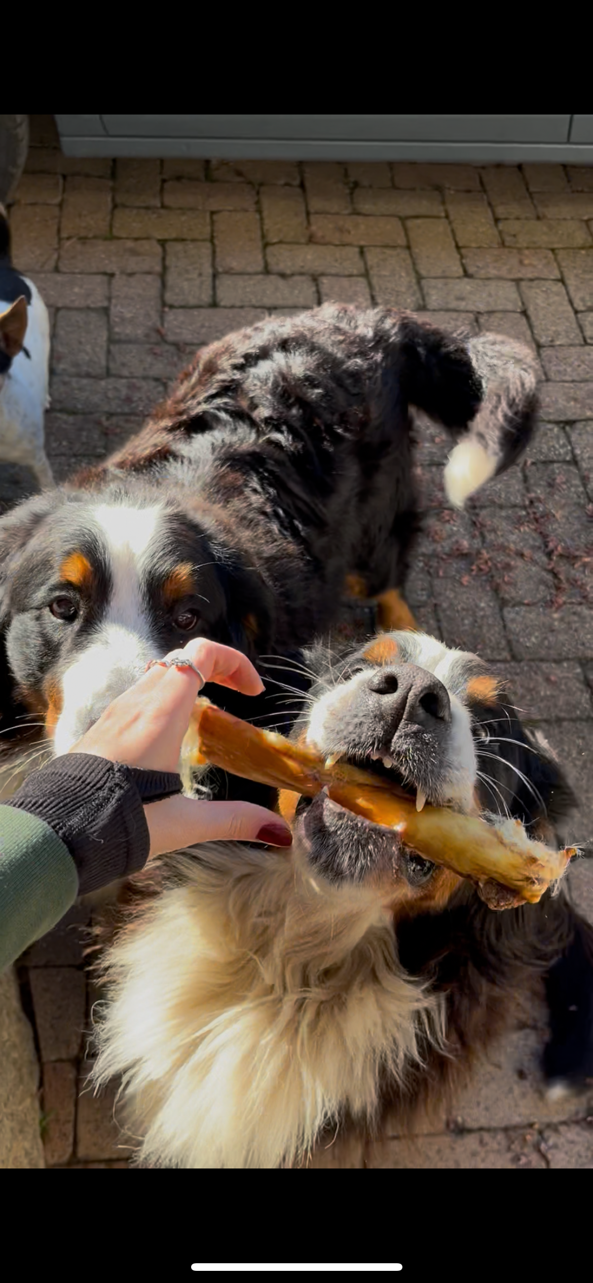 Pelle di Coniglio Essiccata con Pelo per Cani – Snack Naturale Ipoallergenico e Digestivo