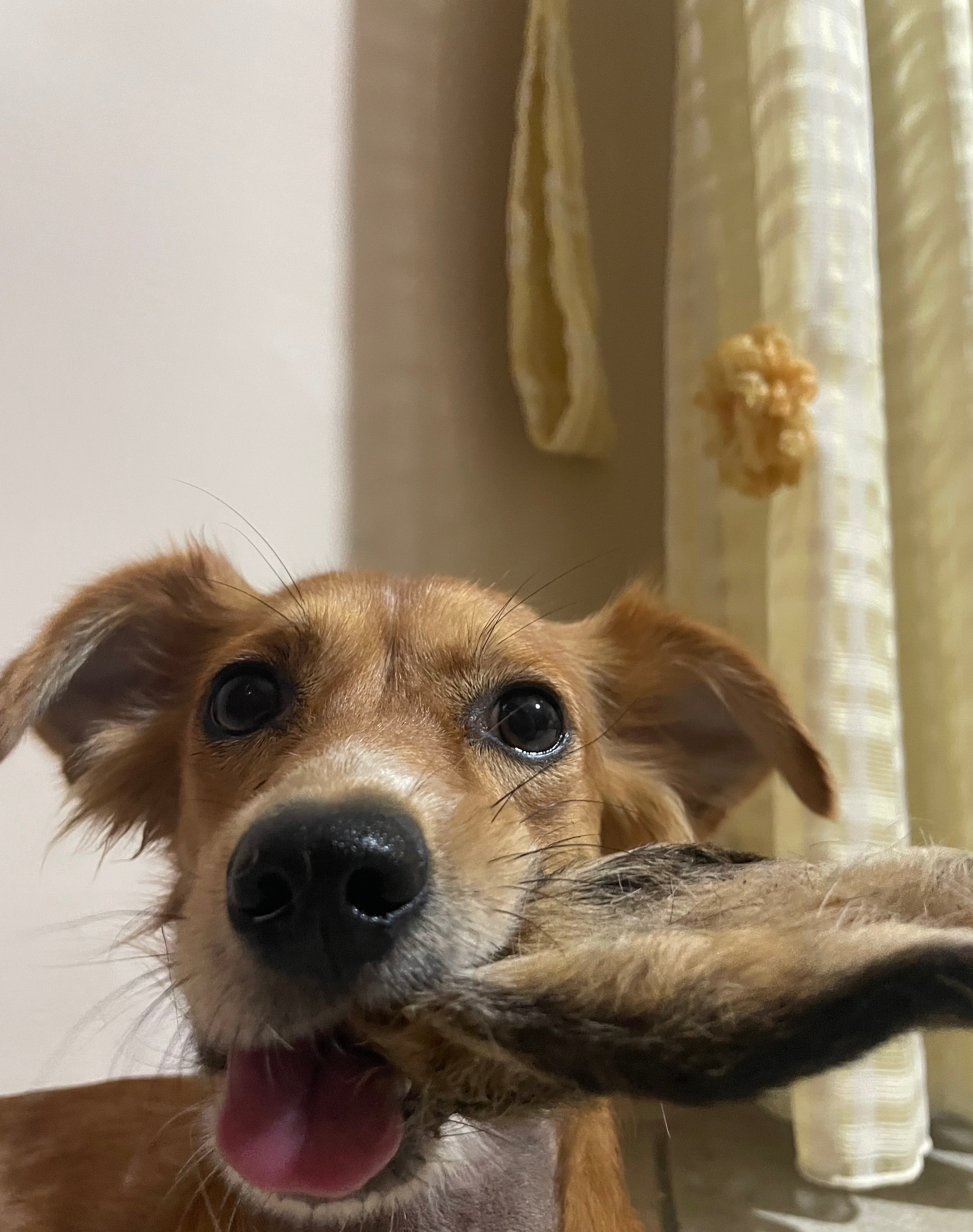 Orecchie di Cervo con Pelliccia per Cani – Snack Wild Ipoallergenico (2 Pezzi)