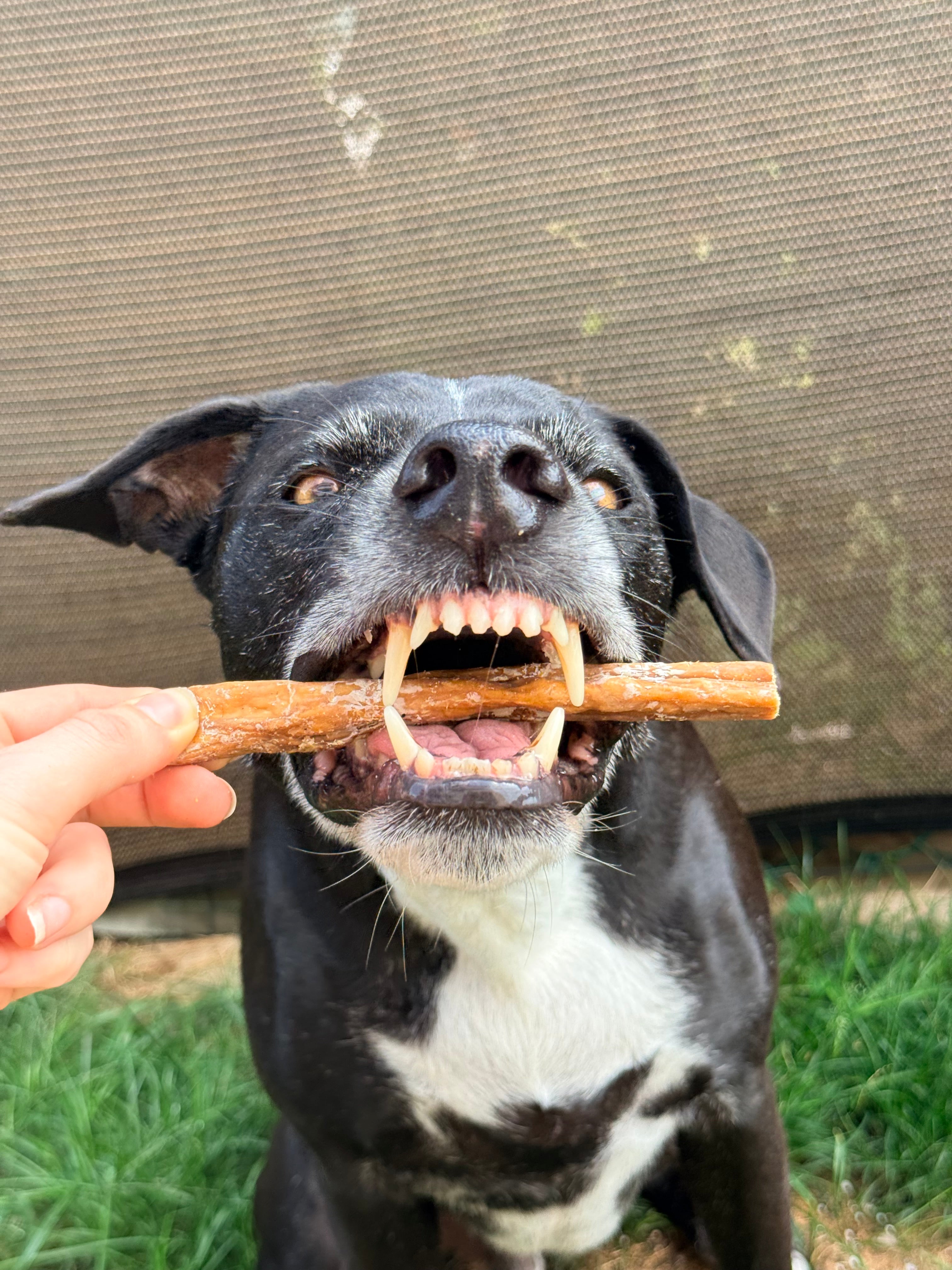 Abomaso di Manzo Essiccato per Cani – Snack Naturale Digestivo 250g
