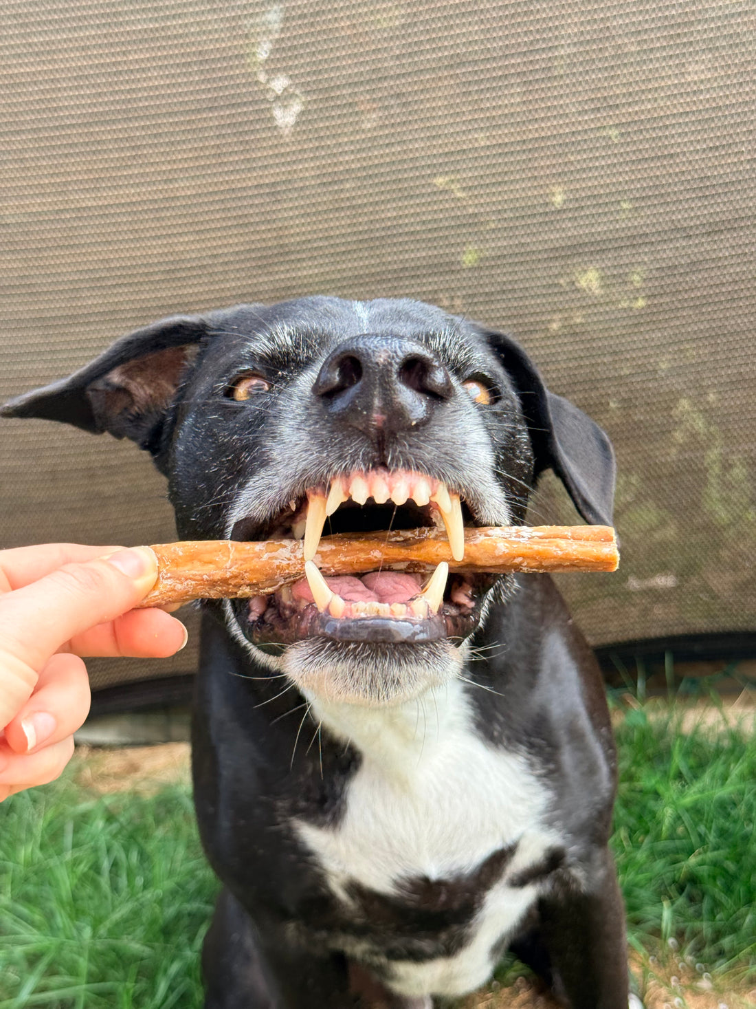 Abomaso di Manzo Essiccato per Cani – Snack Naturale Digestivo 250g