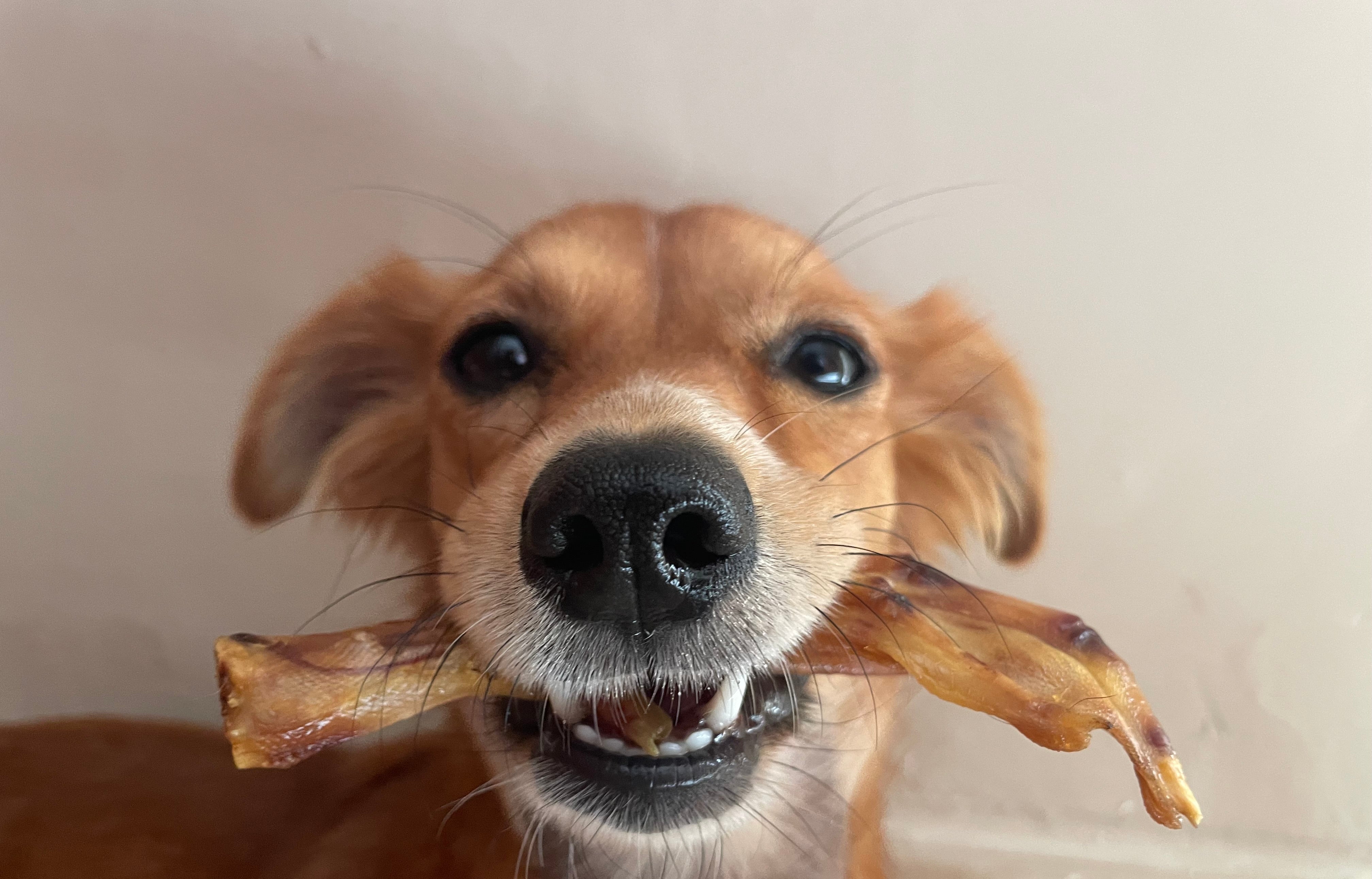Zampe di Anatra Essiccate per Cani – Snack Naturale Ipoallergenico 200g