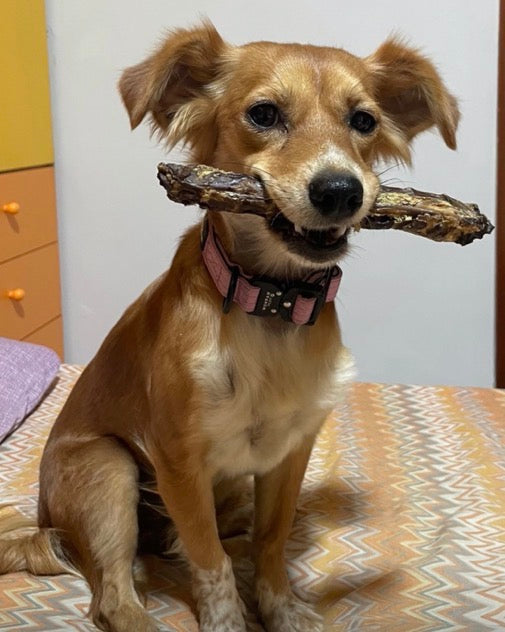 Colli di Tacchino Essiccati per Cani – Snack Naturale Ricco di Glucosamina e Condroitina (1–10 Pezzi)