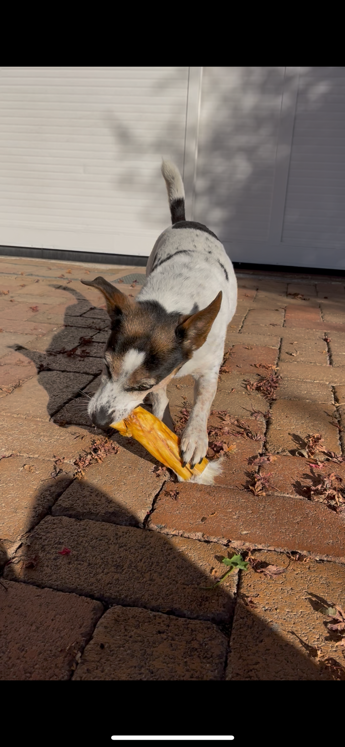 Pelle di Coniglio Essiccata con Pelo per Cani – Snack Naturale Ipoallergenico e Digestivo