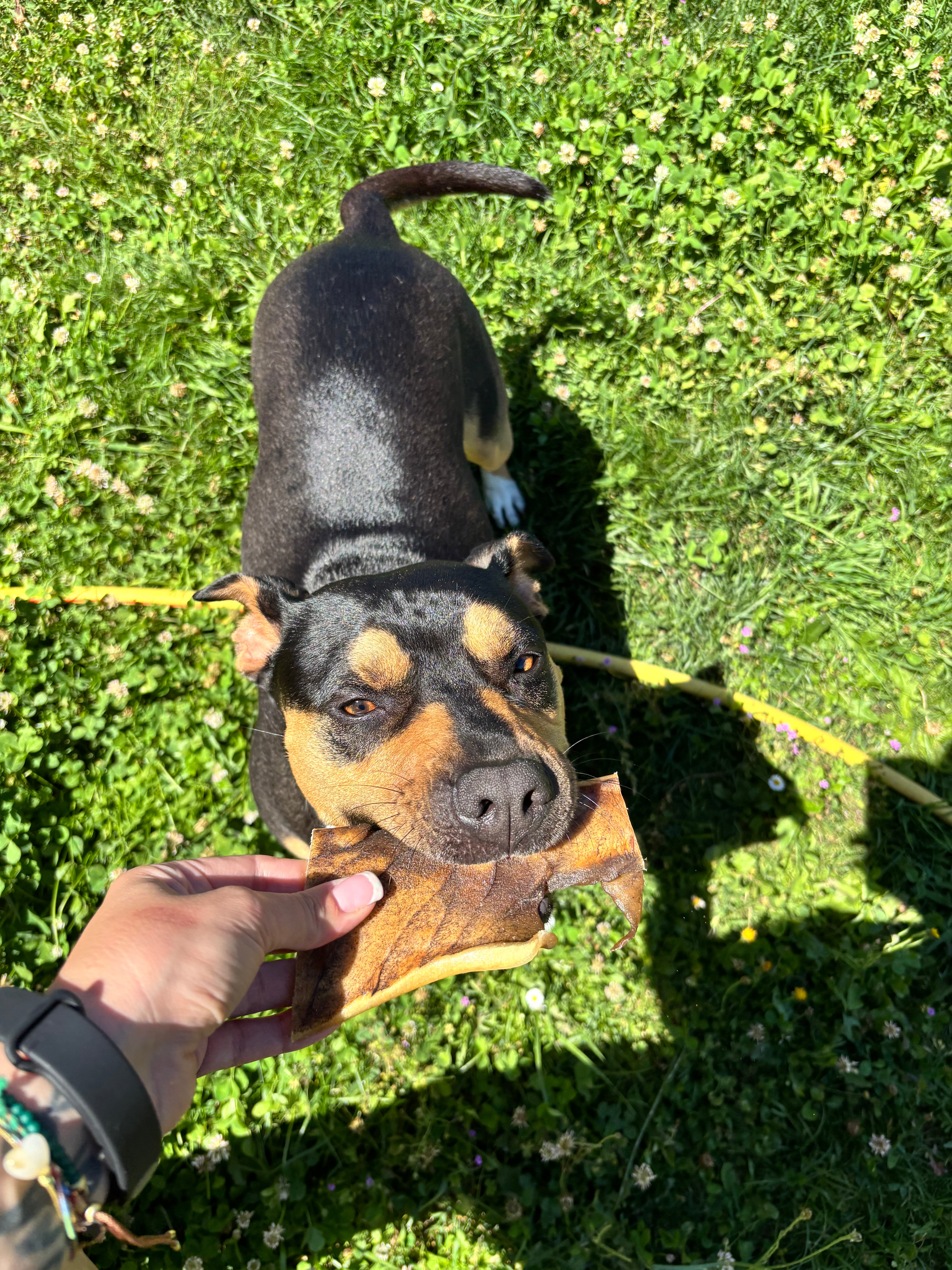 Pelle di Testa di Manzo Essiccata 15 cm – Con Pelo & Senza Pelo 200 g  Ricca di Collagene, Masticabile Naturale per Cani
