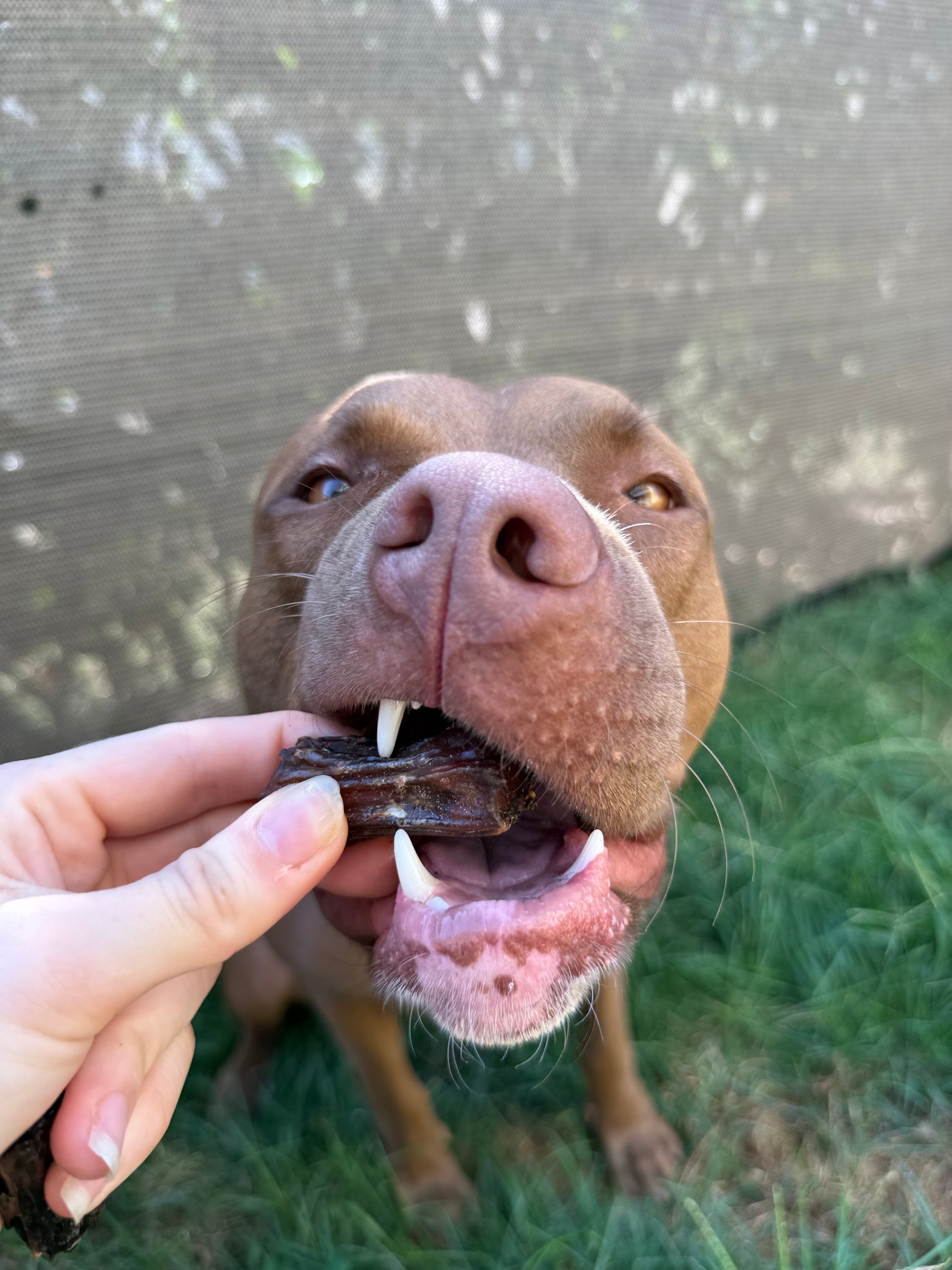 Coda di Vitello Essiccata per Cani – Snack Naturale e Durevole 250gr