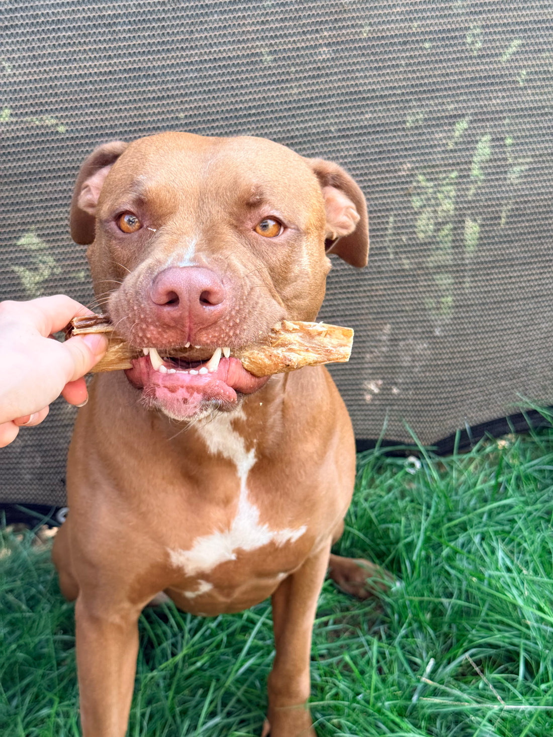 Abomaso di Manzo Essiccato per Cani – Snack Naturale Digestivo 250g