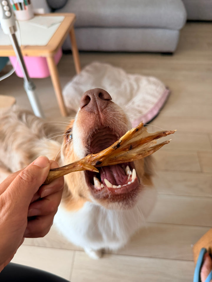 Zampe di Anatra Essiccate per Cani – Snack Naturale Croccante 200g