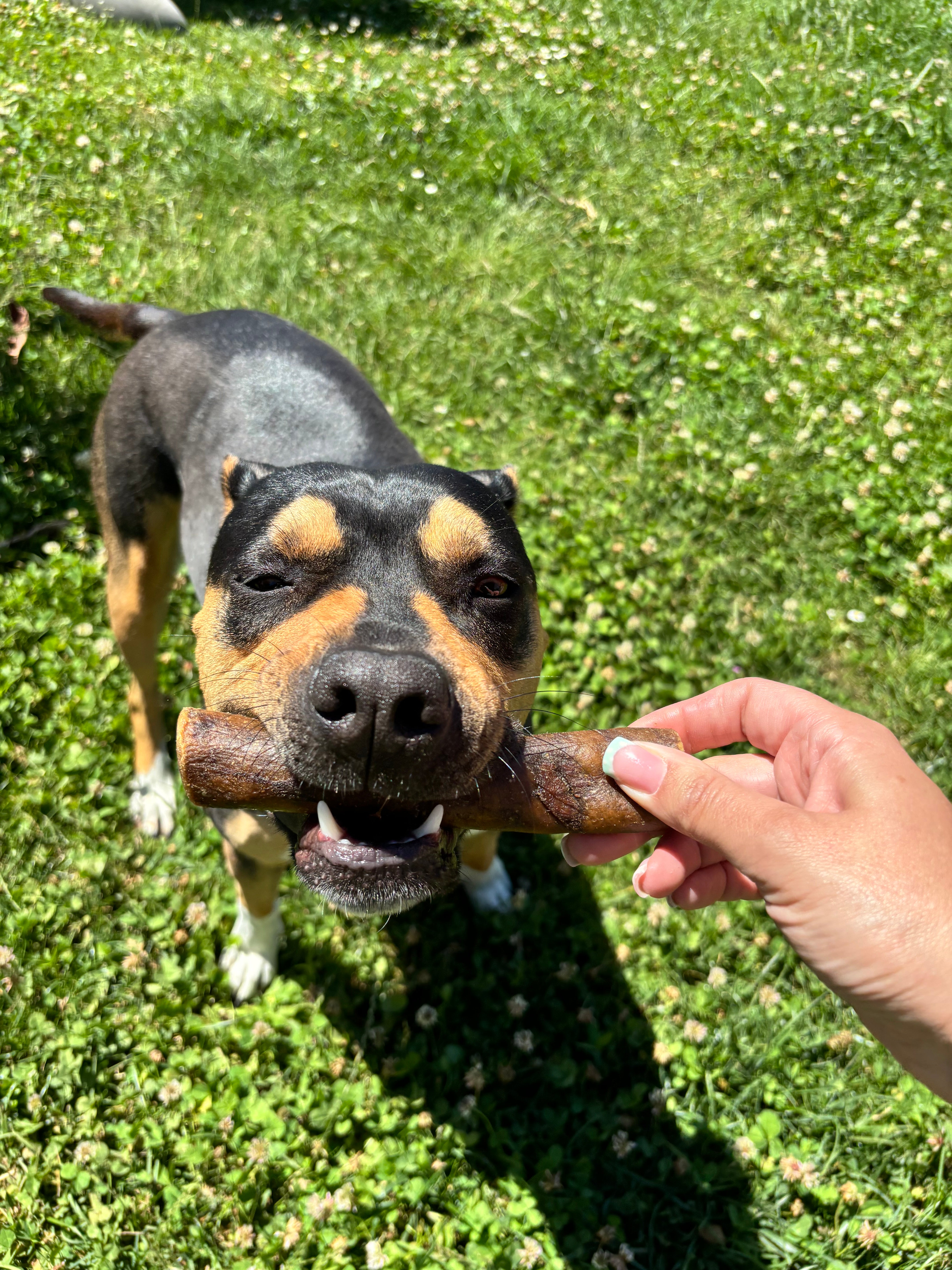 Cuoio di Cavallo Essiccato 200g – Snack Ipoallergenico per Cani