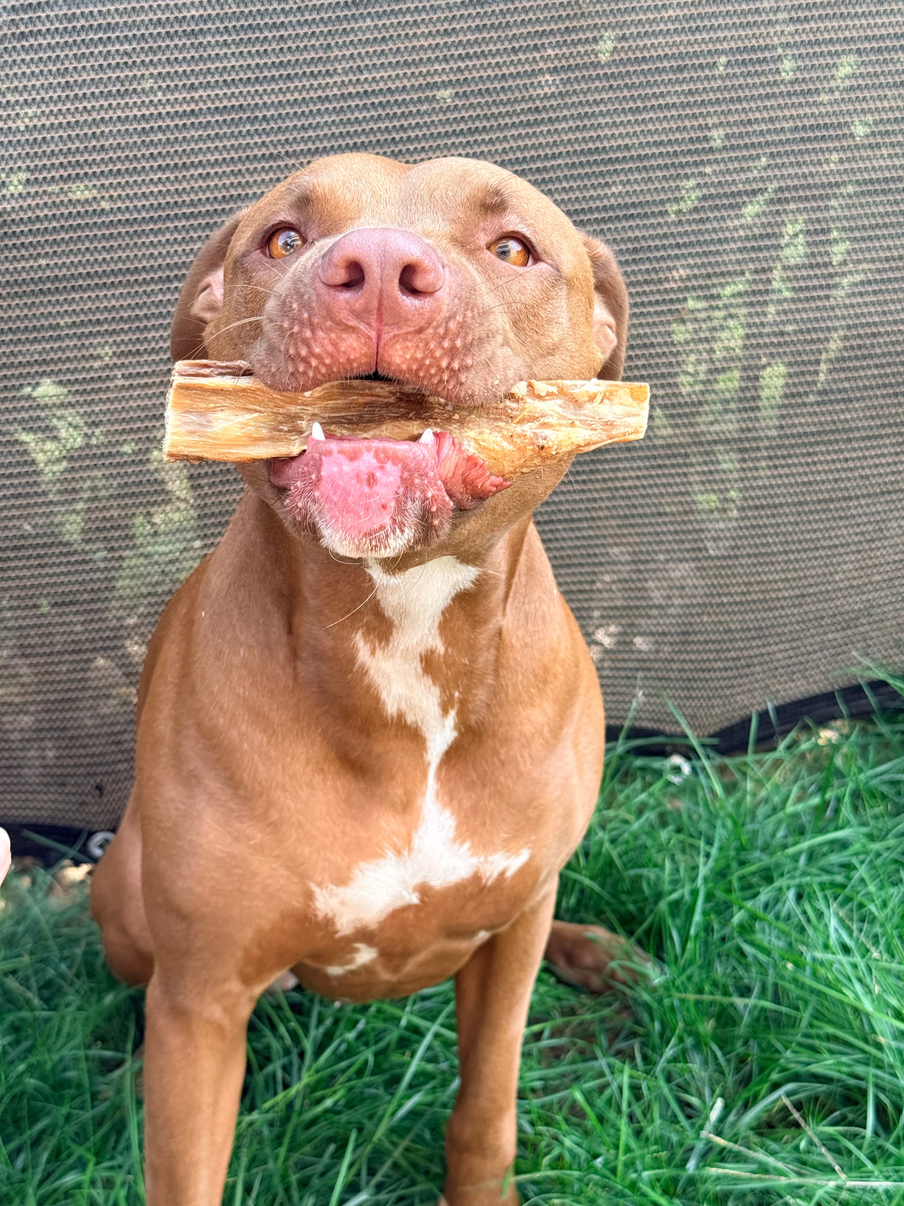 Abomaso di Manzo Essiccato per Cani – Snack Naturale Digestivo 250g