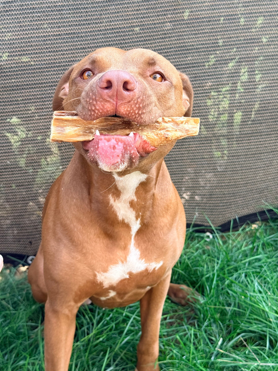 Abomaso di Manzo Essiccato per Cani – Snack Naturale Digestivo 250g