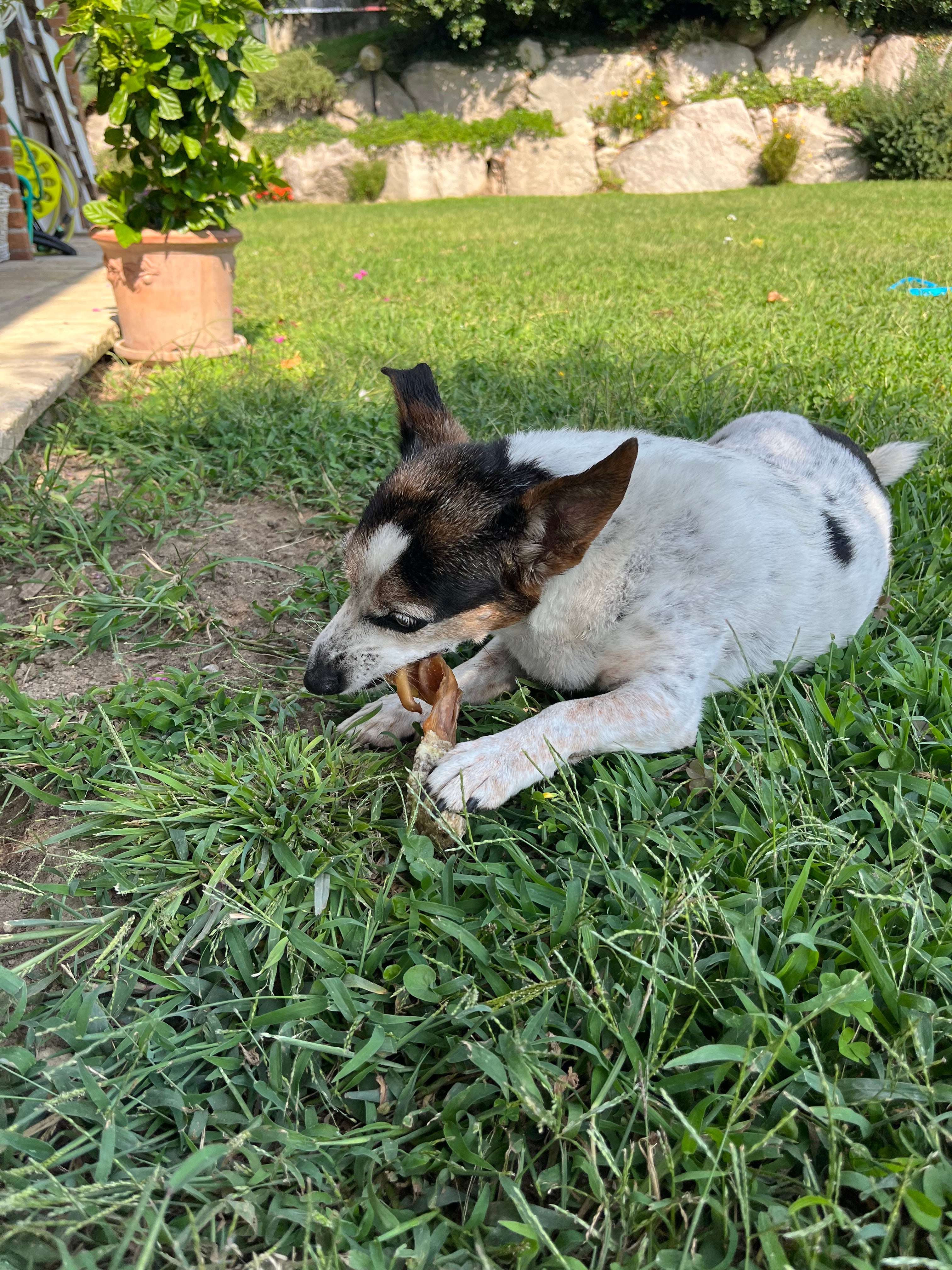 Fette di Orecchio di Maiale Avvolte in Pelle di Merluzzo – Snack Naturale per Cani (1 Pezzo)