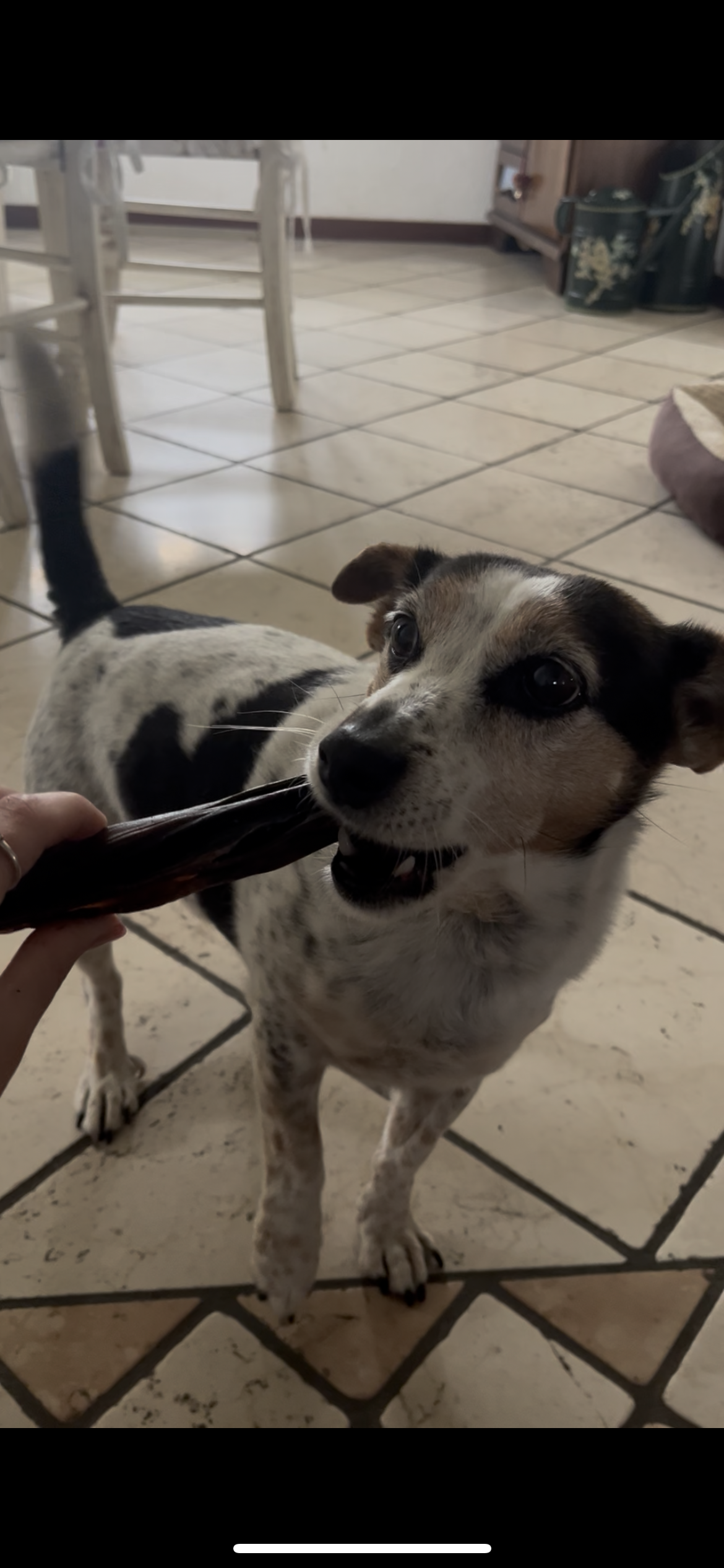 Coda di Vitello Essiccata per Cani – Snack Naturale e Durevole 250gr