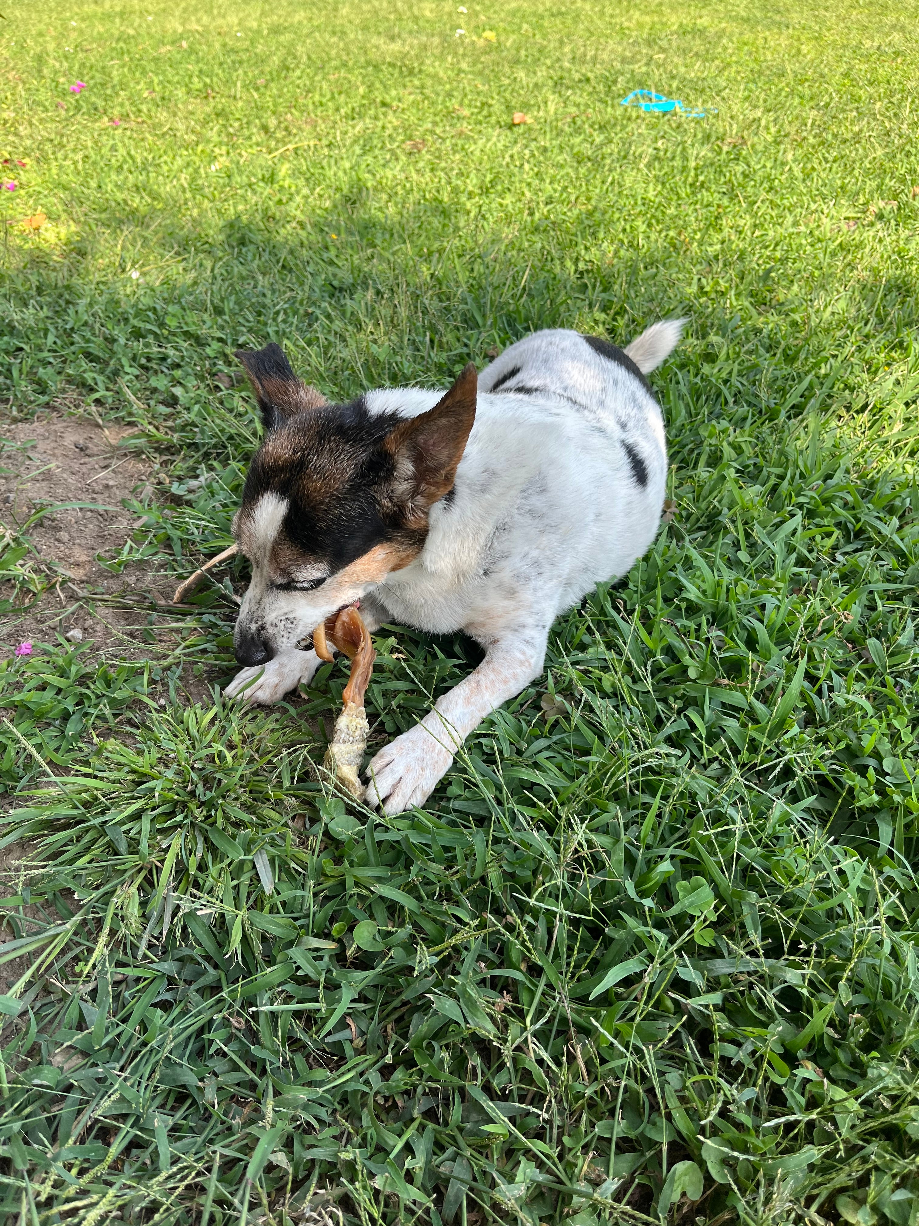 Fette di Orecchio di Maiale Avvolte in Pelle di Merluzzo – Snack Naturale per Cani (1 Pezzo)