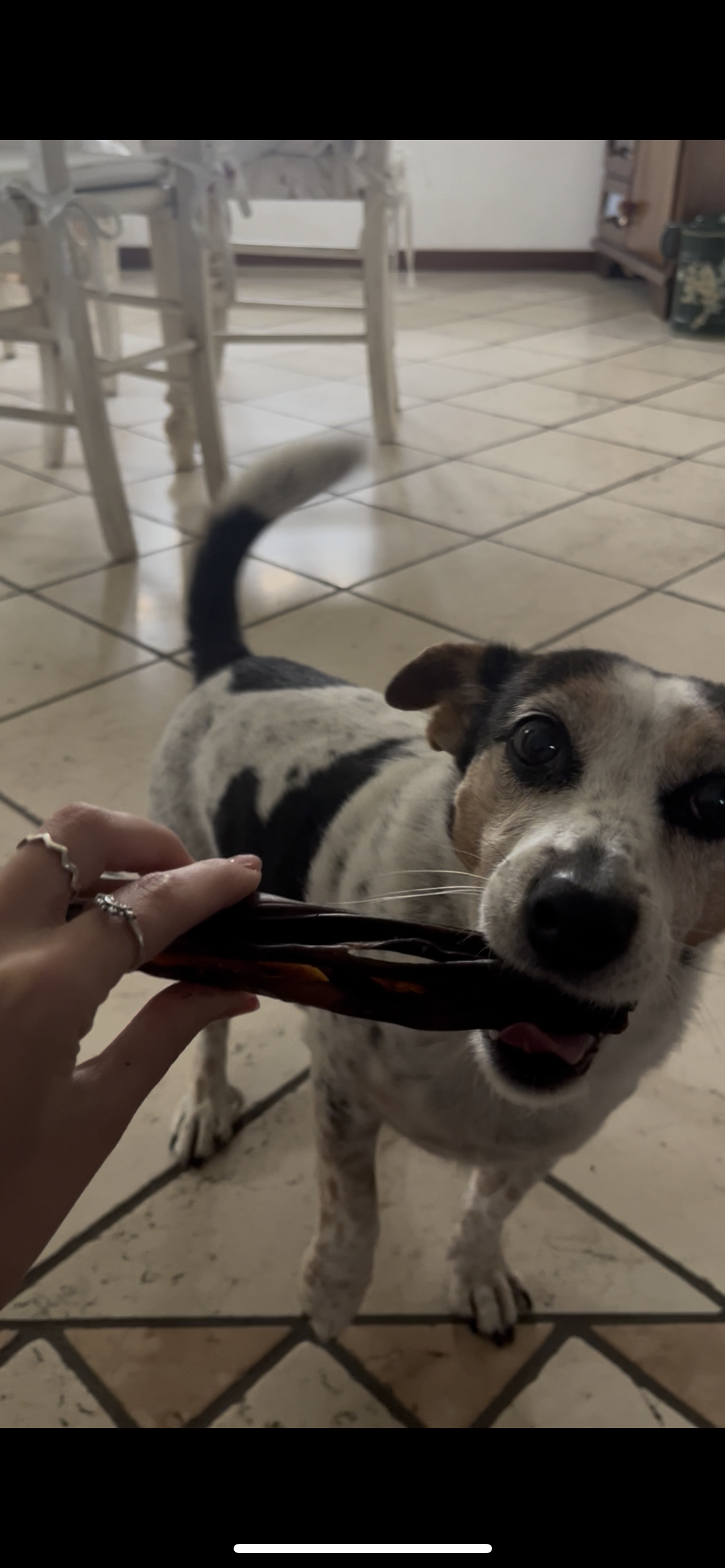 Coda di Vitello Essiccata per Cani – Snack Naturale e Durevole 250gr