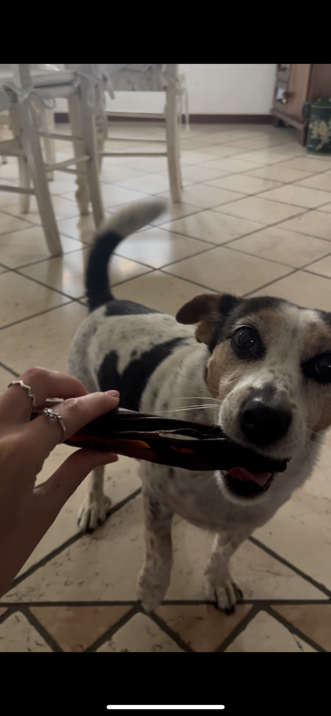 Coda di Vitello Essiccata per Cani – Snack Naturale e Durevole 250gr