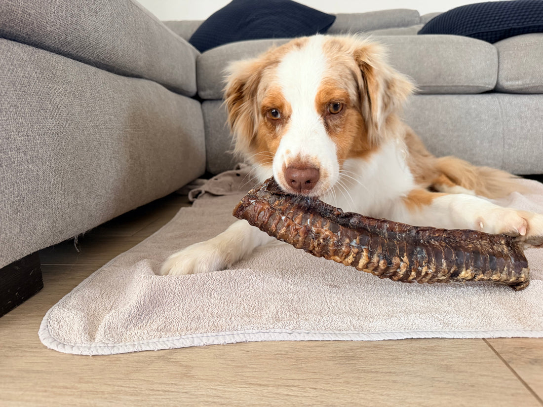 Trachea di Manzo Essiccata 30 cm per Cani – Snack Naturale Ricco di Proteine, Collagene e Condroitina
