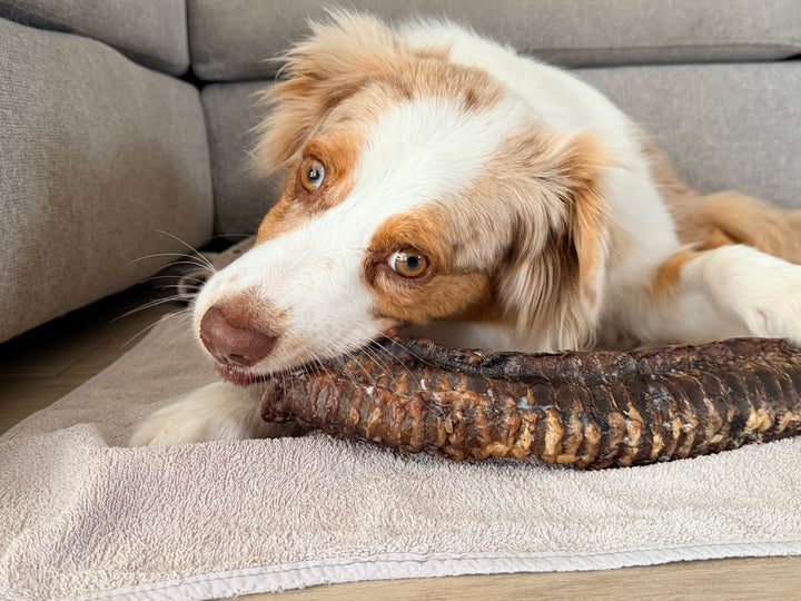 Trachea di Manzo Essiccata 30 cm per Cani – Snack Naturale Ricco di Proteine, Collagene e Condroitina