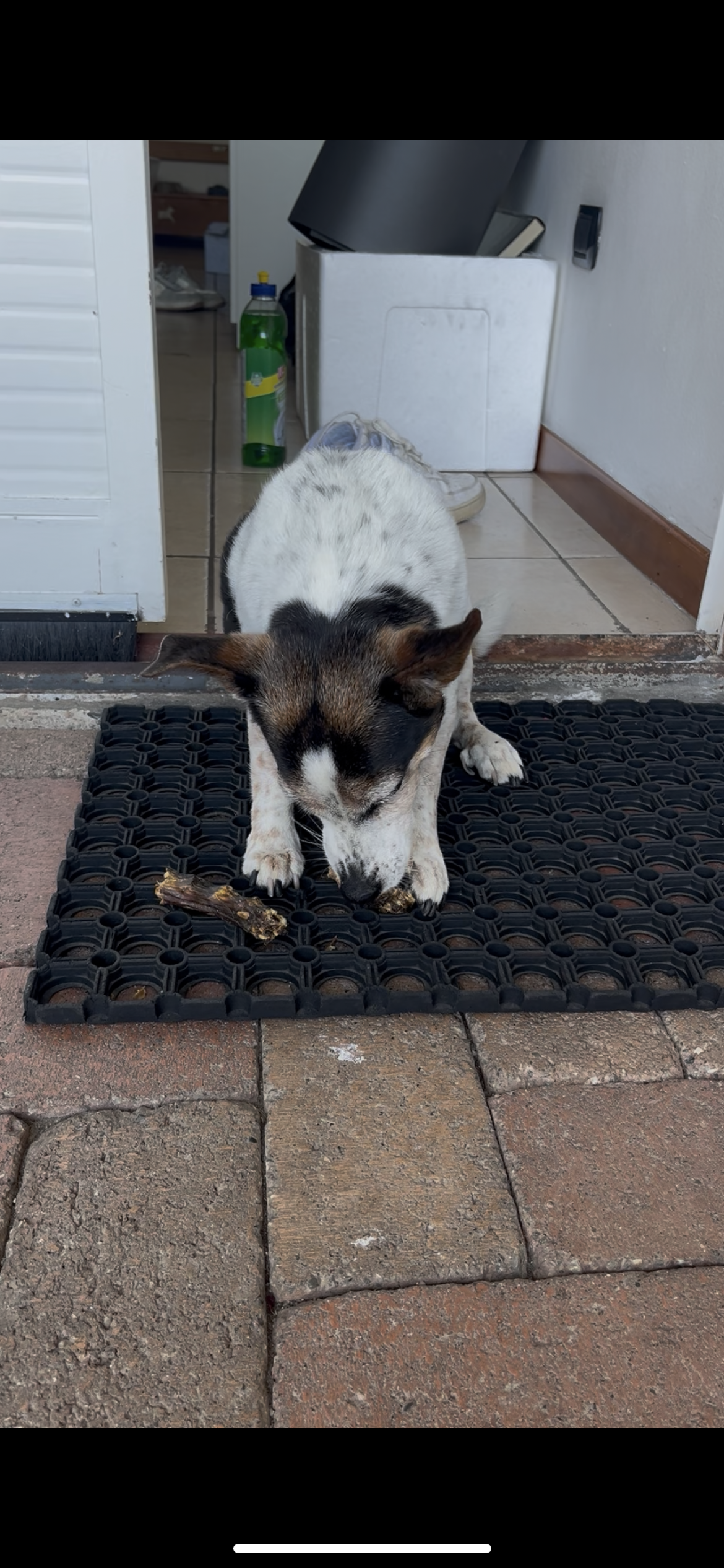 Coda di Vitello Essiccata per Cani – Snack Naturale e Durevole 250gr