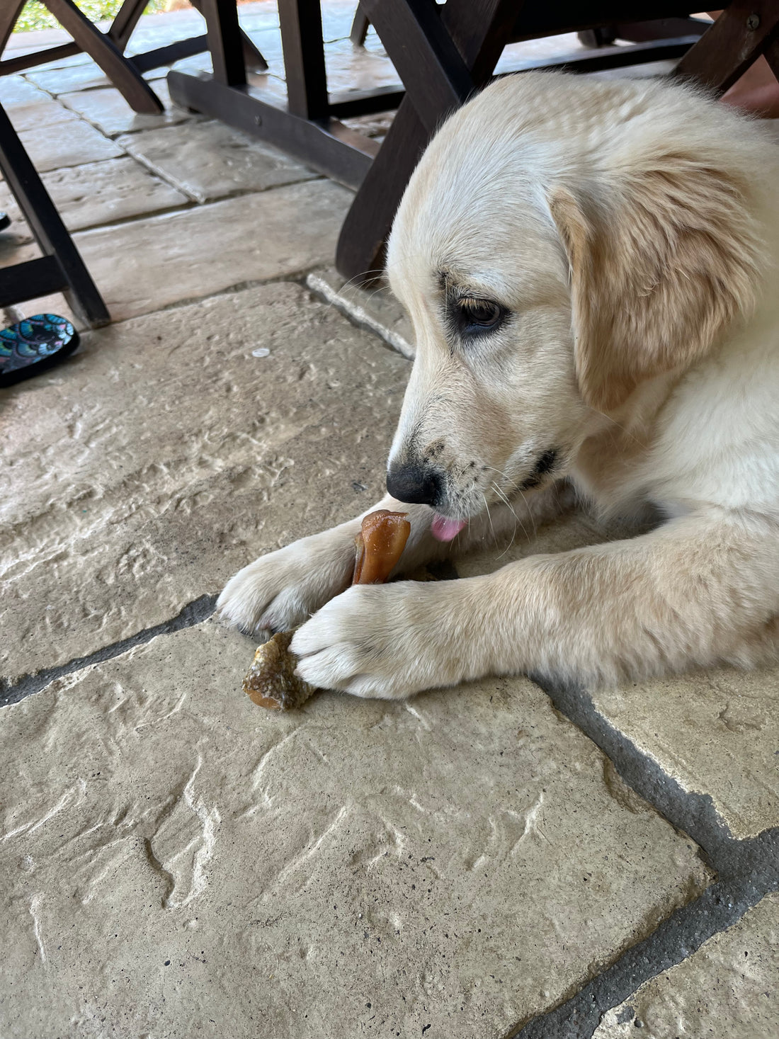 Fette di Orecchio di Maiale Avvolte in Pelle di Merluzzo – Snack Naturale per Cani (1 Pezzo)