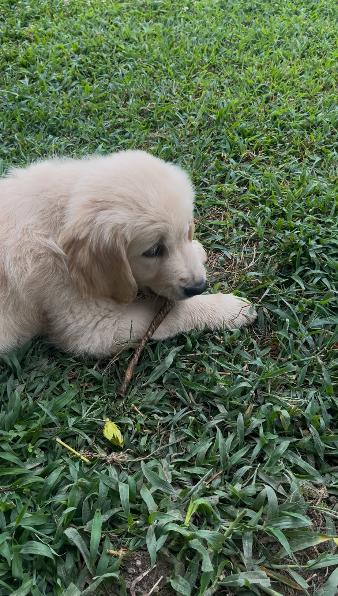 Stick di vescica di vitello per cani 250g – Snack naturale monoproteico