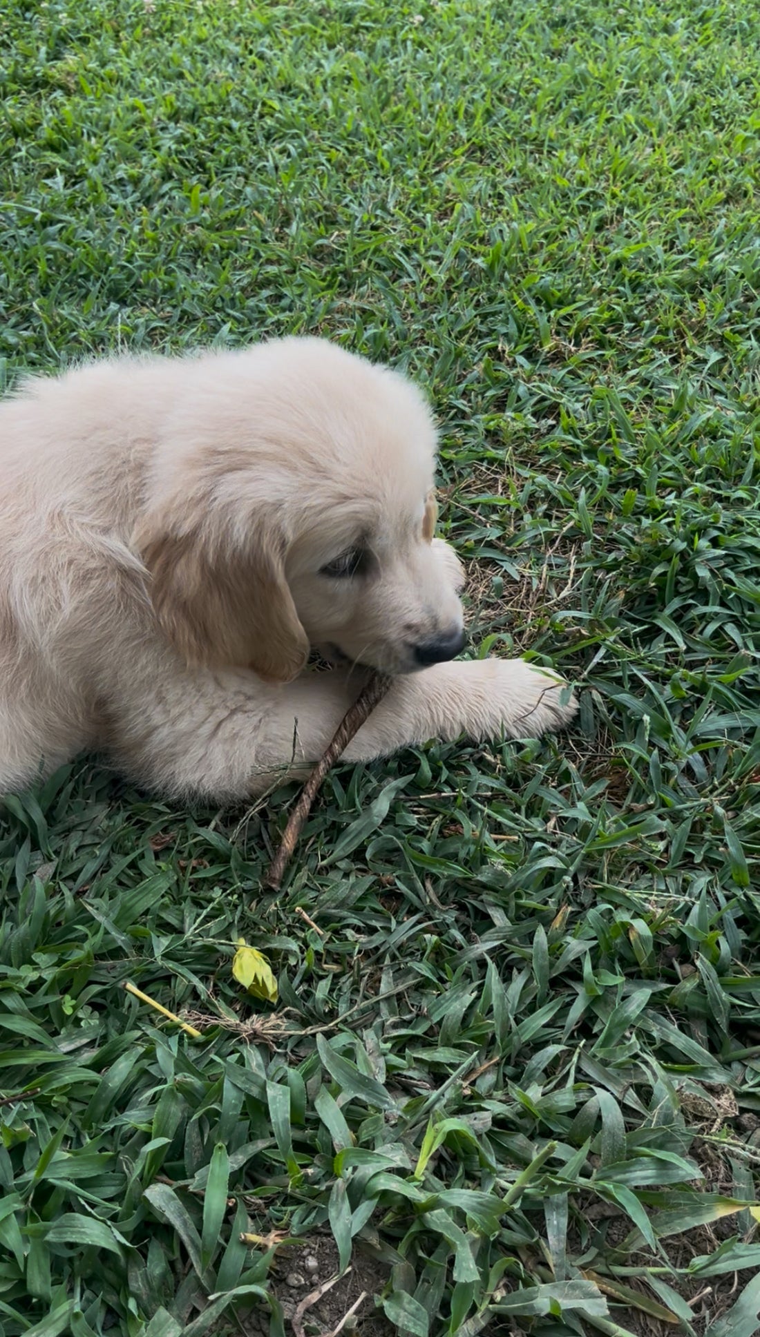 Stick di vescica di vitello per cani 250g – Snack naturale monoproteico
