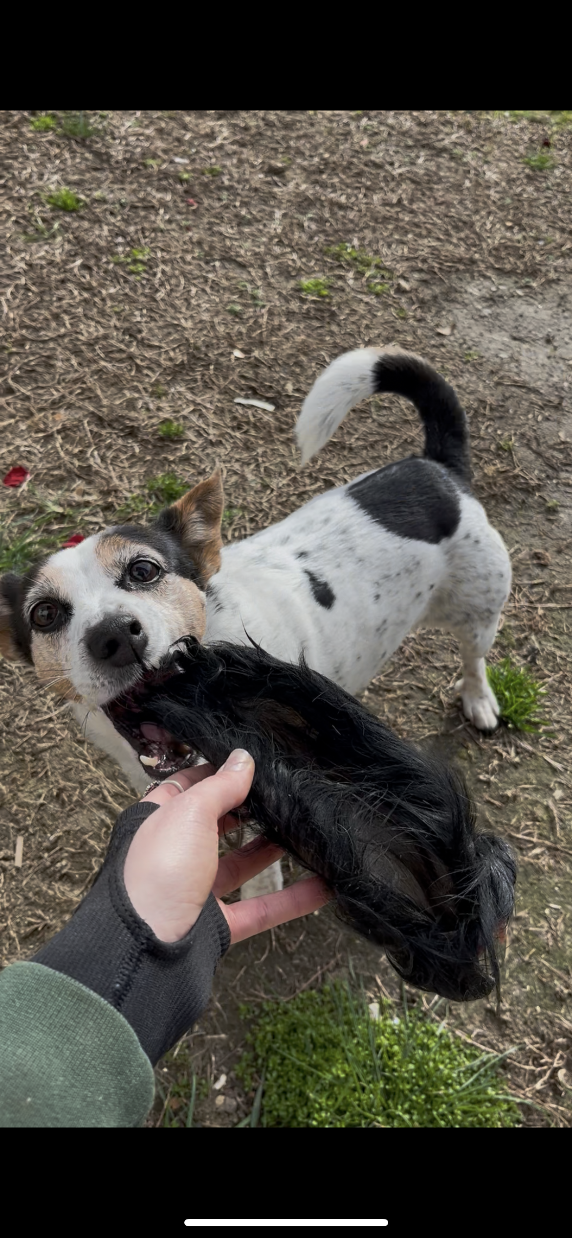 Orecchie di Vitello con Pelo per Cani – Masticativo Naturale Anti-Placca 4 Pezzi