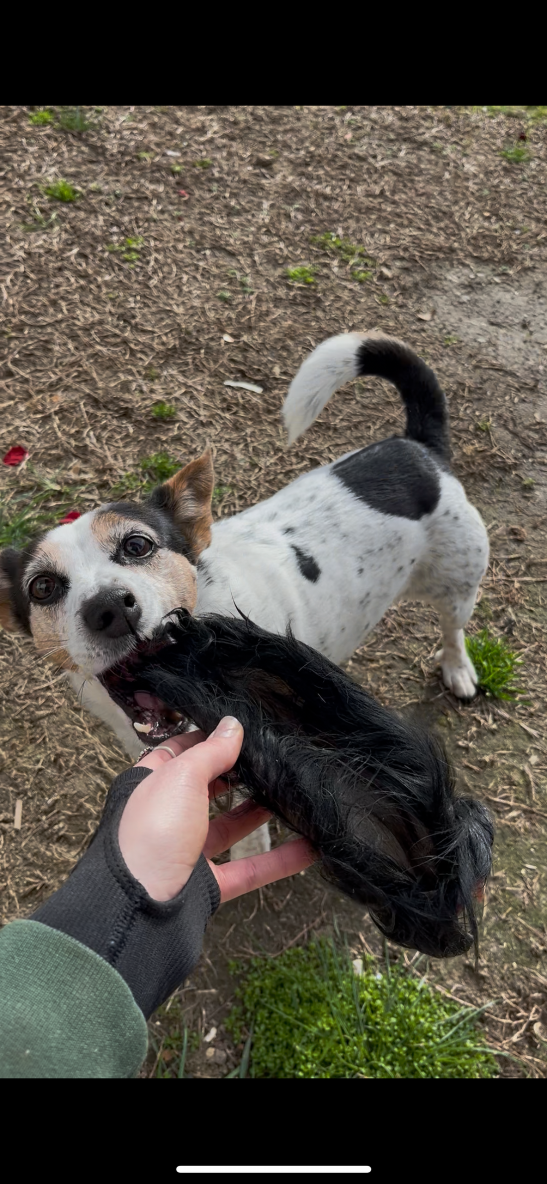 Orecchie di Vitello con Pelo per Cani – Masticativo Naturale Anti-Placca 4 Pezzi