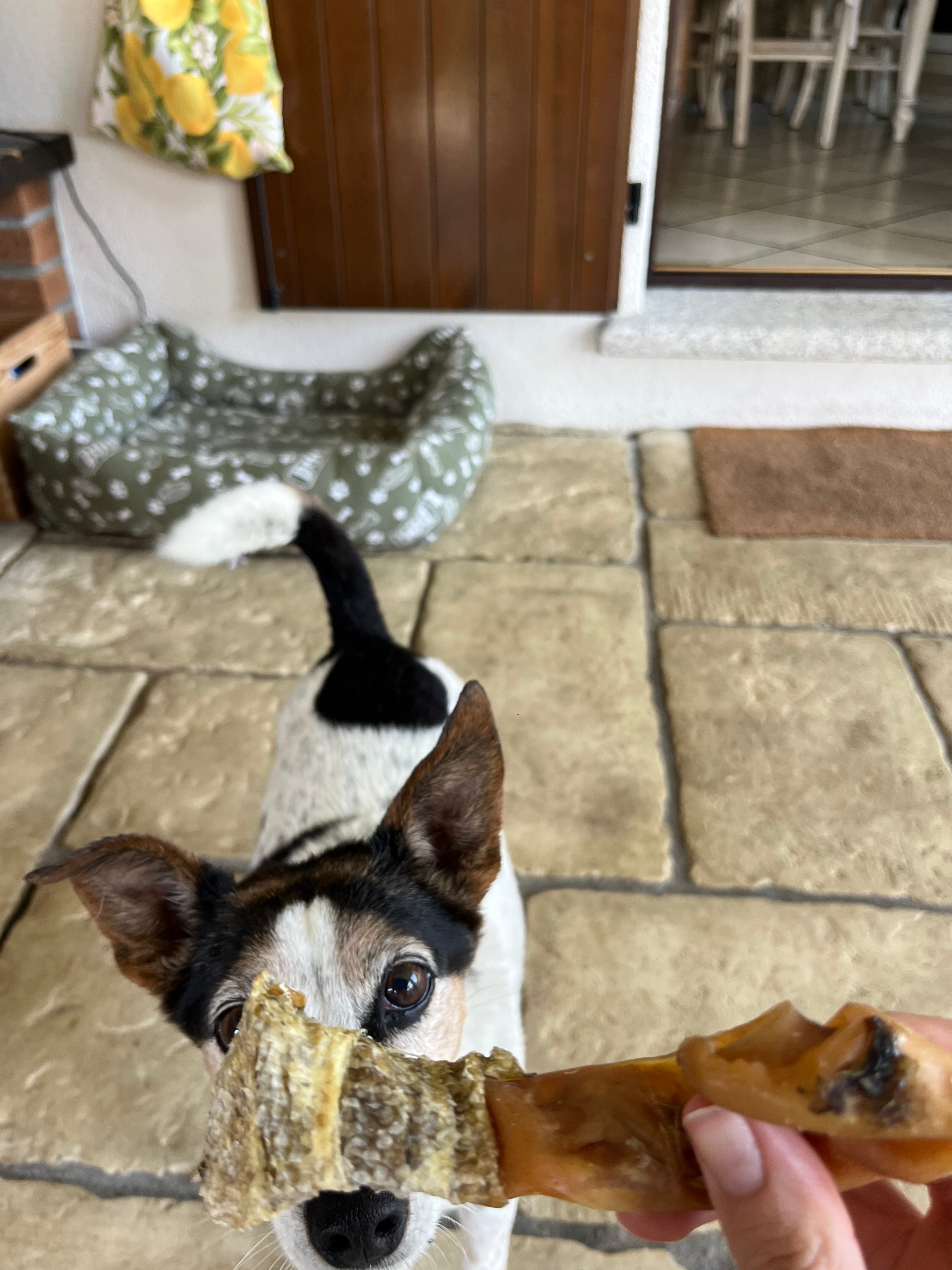 Fette di Orecchio di Maiale Avvolte in Pelle di Merluzzo – Snack Naturale per Cani (1 Pezzo)