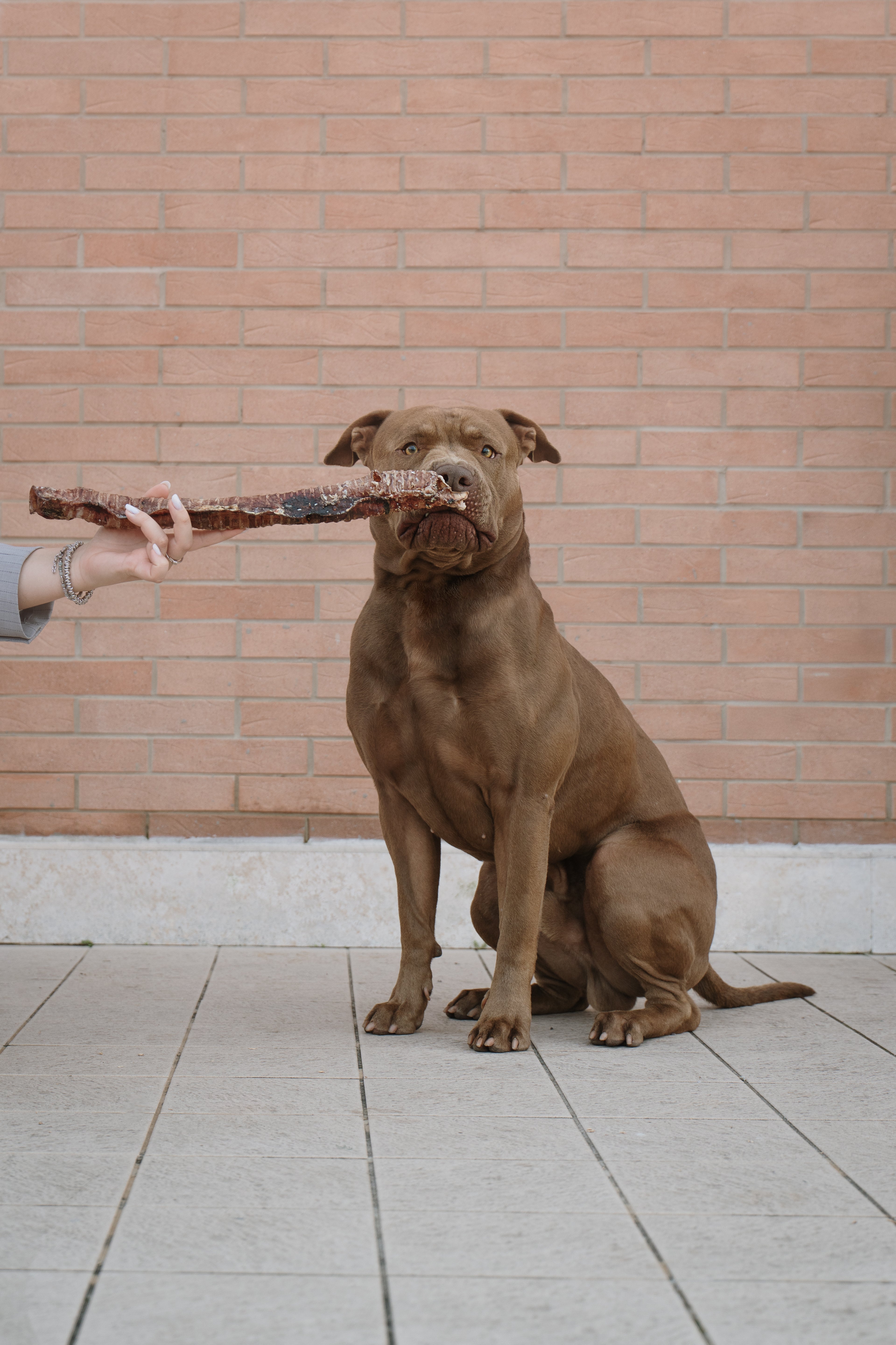 Trachea di Manzo Essiccata 30 cm per Cani – Snack Naturale Ricco di Proteine, Collagene e Condroitina