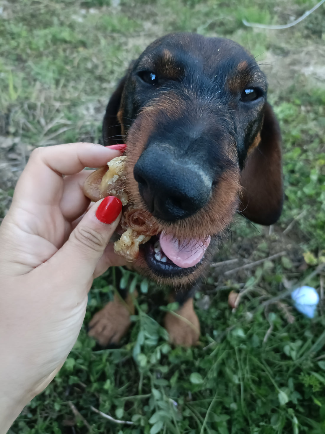 Padiglione Auricolare di Maiale 100 g – Snack Naturale per Cani, Ricco di Proteine