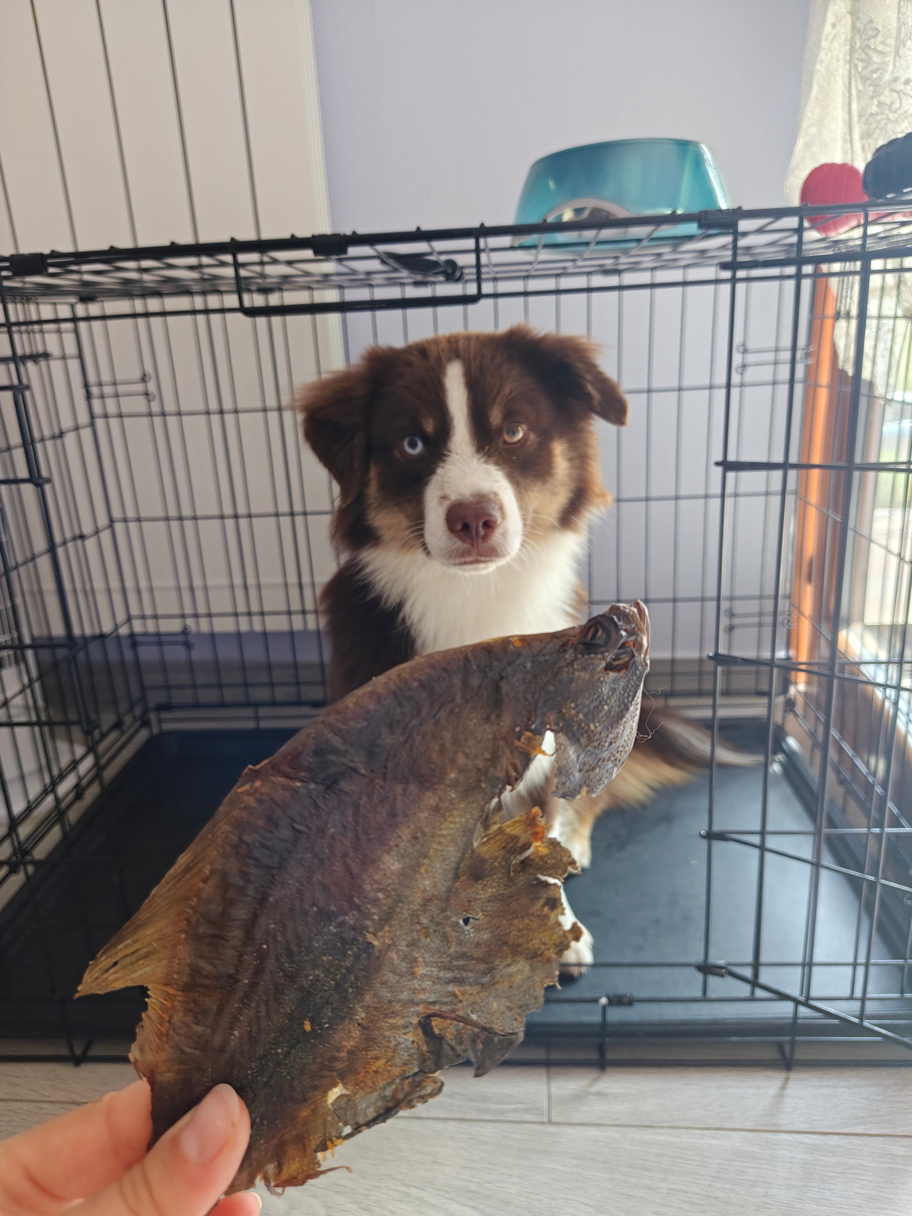 Pesce Passera Essiccato per Cani – Snack Naturale Ricco di Omega-3